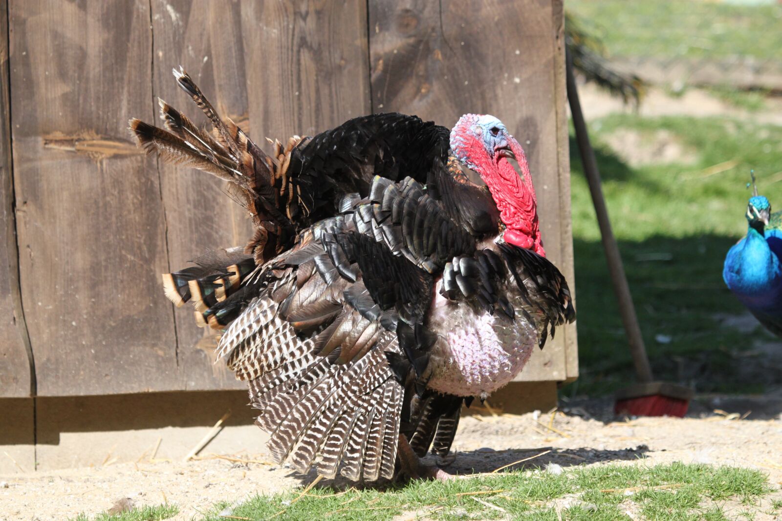 Canon EOS 500D (EOS Rebel T1i / EOS Kiss X3) sample photo. Turkey, bird, feather photography