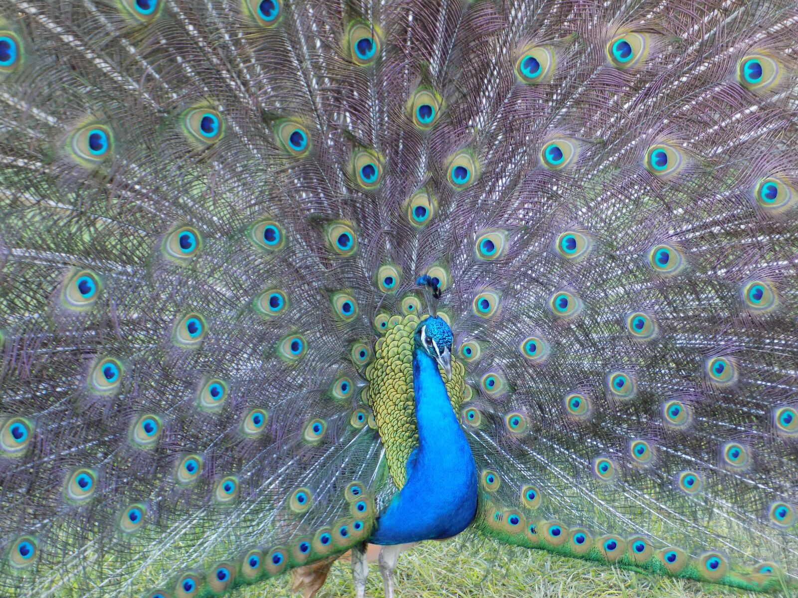 Nikon COOLPIX L330 sample photo. Peacock, fowl, feathers photography