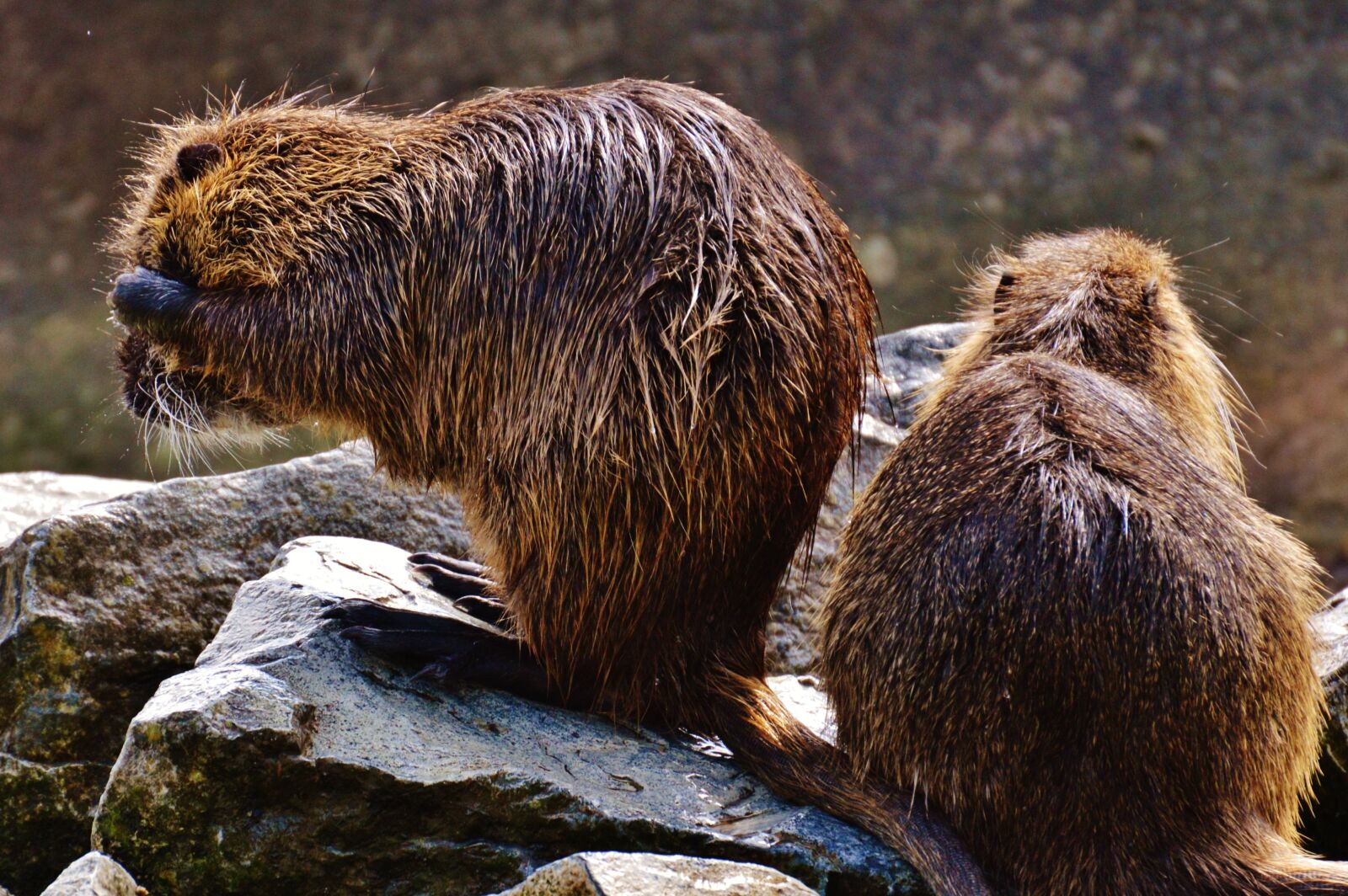 Nikon D3200 sample photo. Nutria, wildpark poing, rodent photography