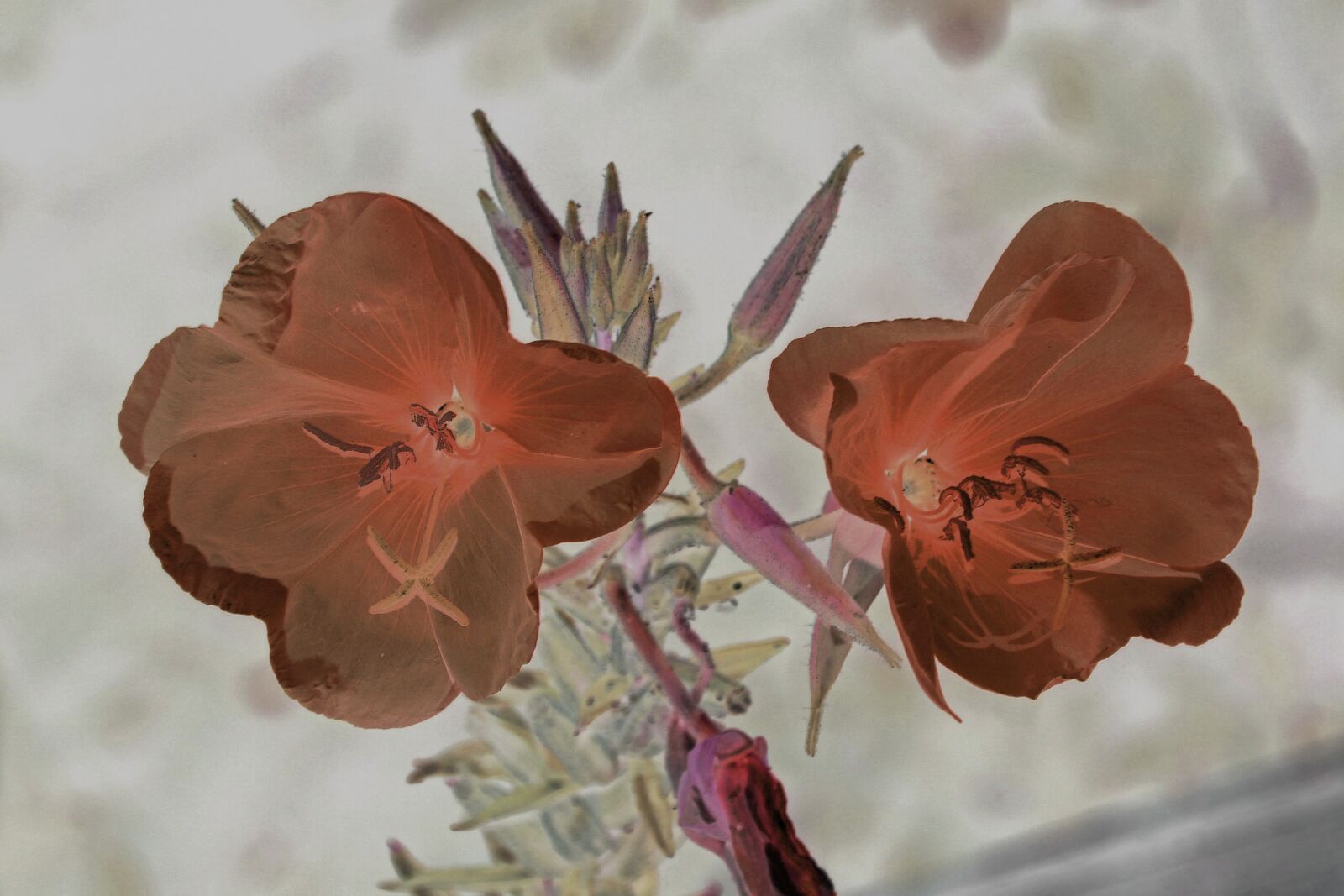 Canon EOS 60D sample photo. Art, color, flower photography