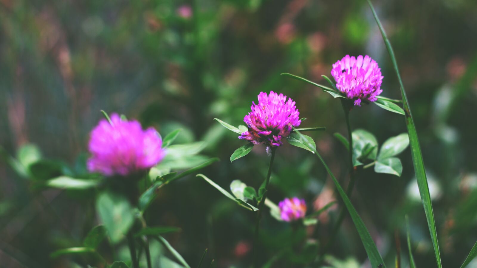 Canon EOS 700D (EOS Rebel T5i / EOS Kiss X7i) sample photo. Flowers, nature, colorful photography