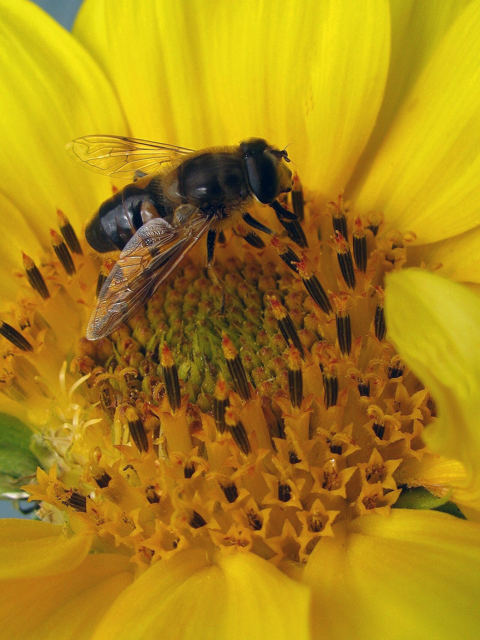 Canon PowerShot SX110 IS sample photo. Bee, nectar, insect photography
