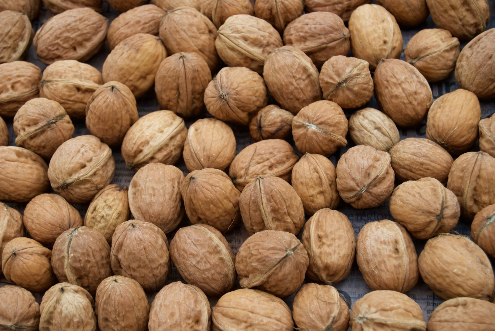 Nikon D40X sample photo. Nuts, autumn fruits, garden photography