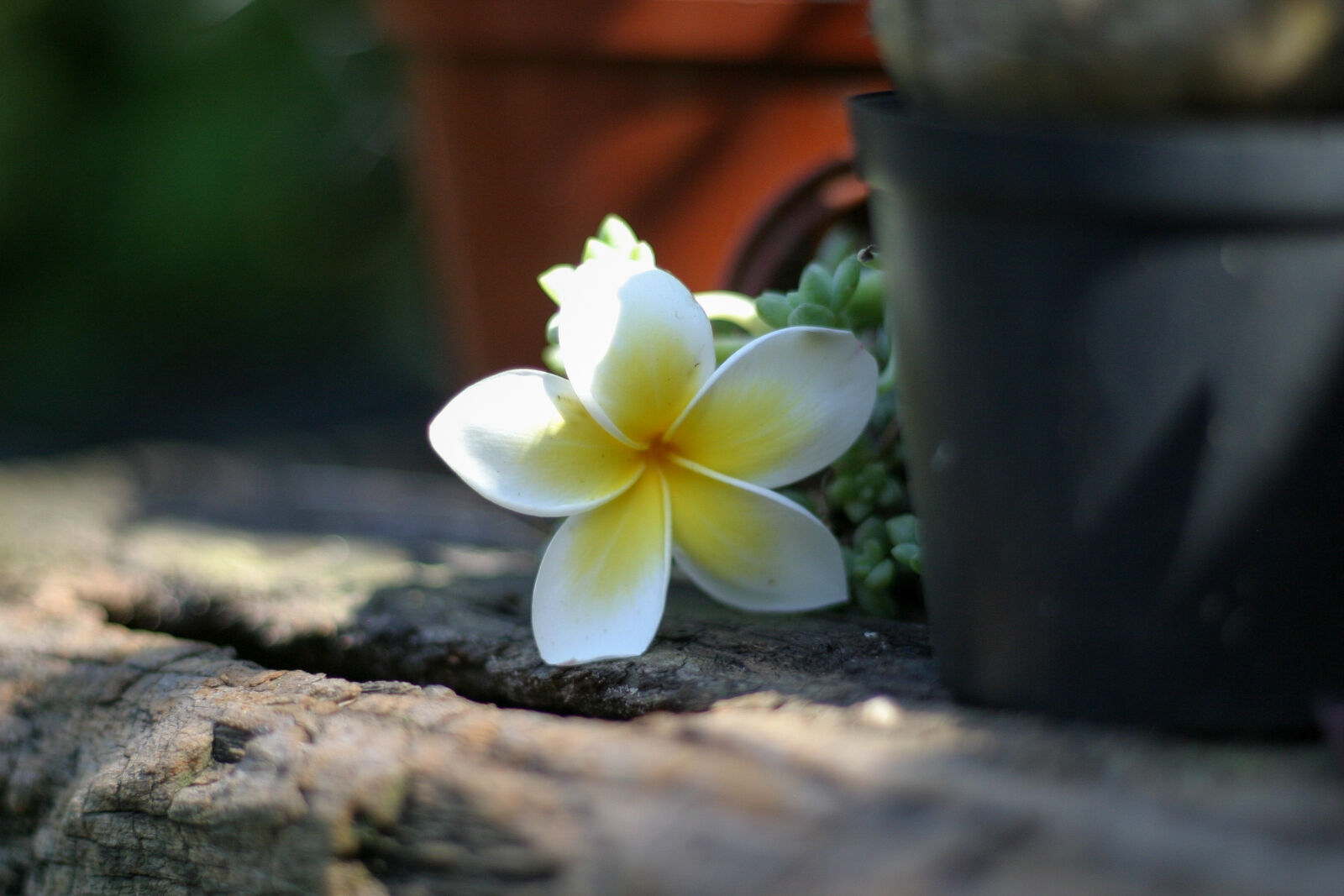 Canon EOS 10D sample photo