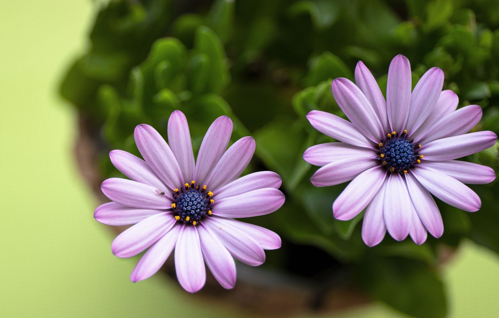 Canon EF 24-70mm F4L IS USM sample photo. Marguerite, cape daisy, flower photography