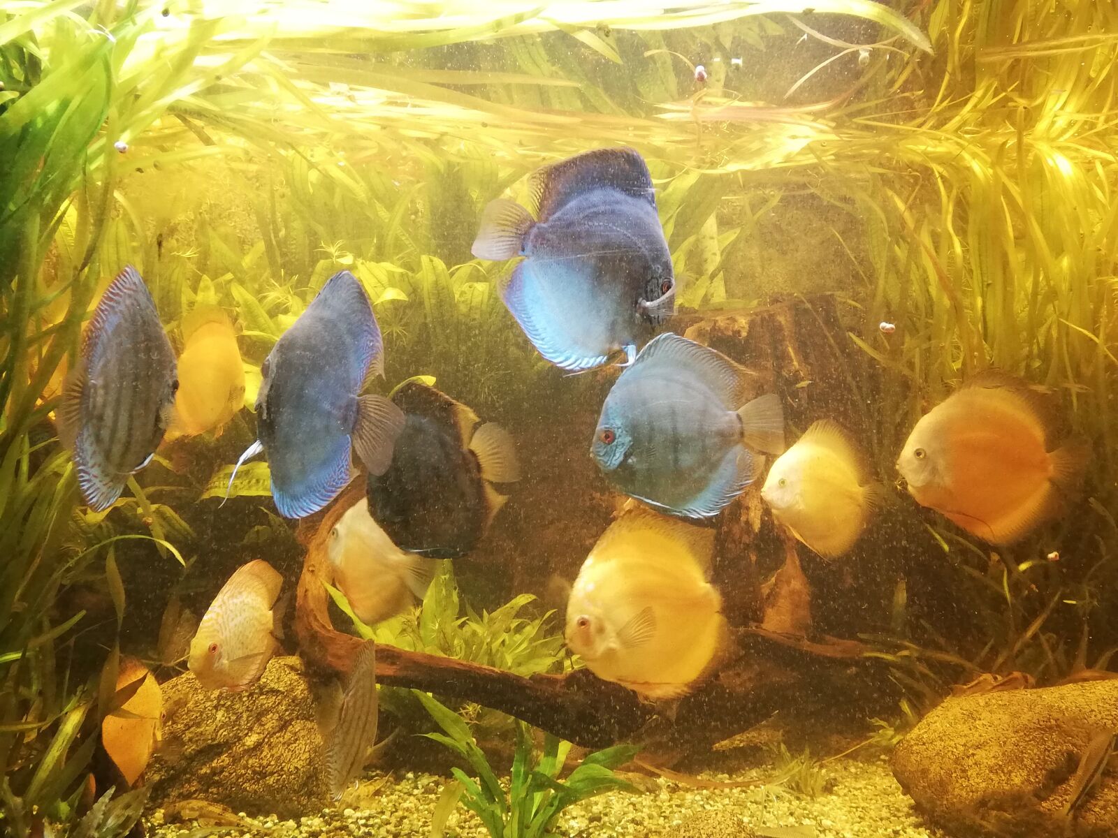 HUAWEI P20 lite sample photo. Angelfish, aquarium, tank photography