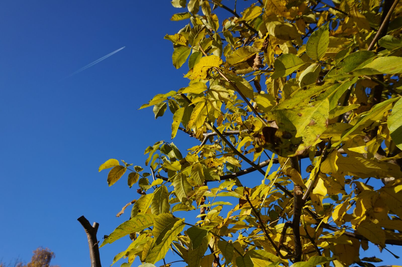Sony Alpha a5000 (ILCE 5000) sample photo. Autumn, flyer, sky photography