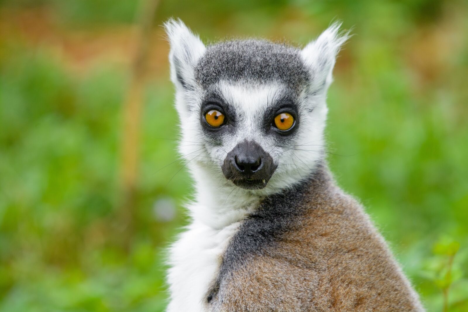 Nikon D7100 sample photo. Lemur, ring tailed lemur photography