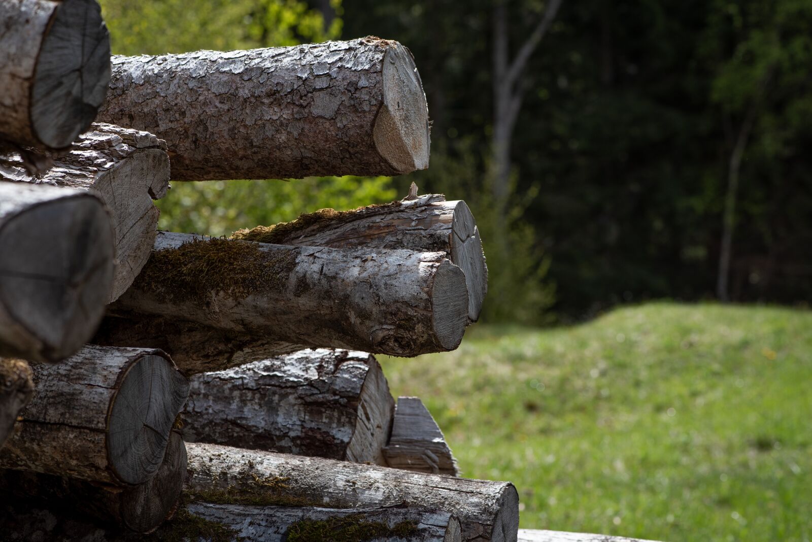 Nikon D750 sample photo. Wood, wood trunks, tree photography