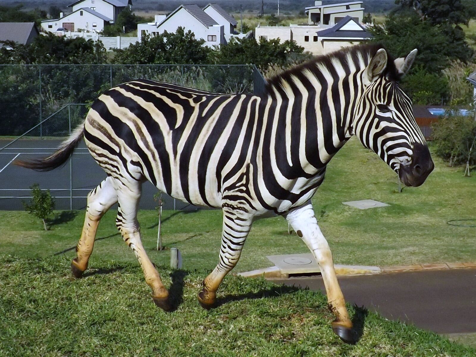 Fujifilm FinePix SL300 sample photo. Zebra, south africa, wildlife photography