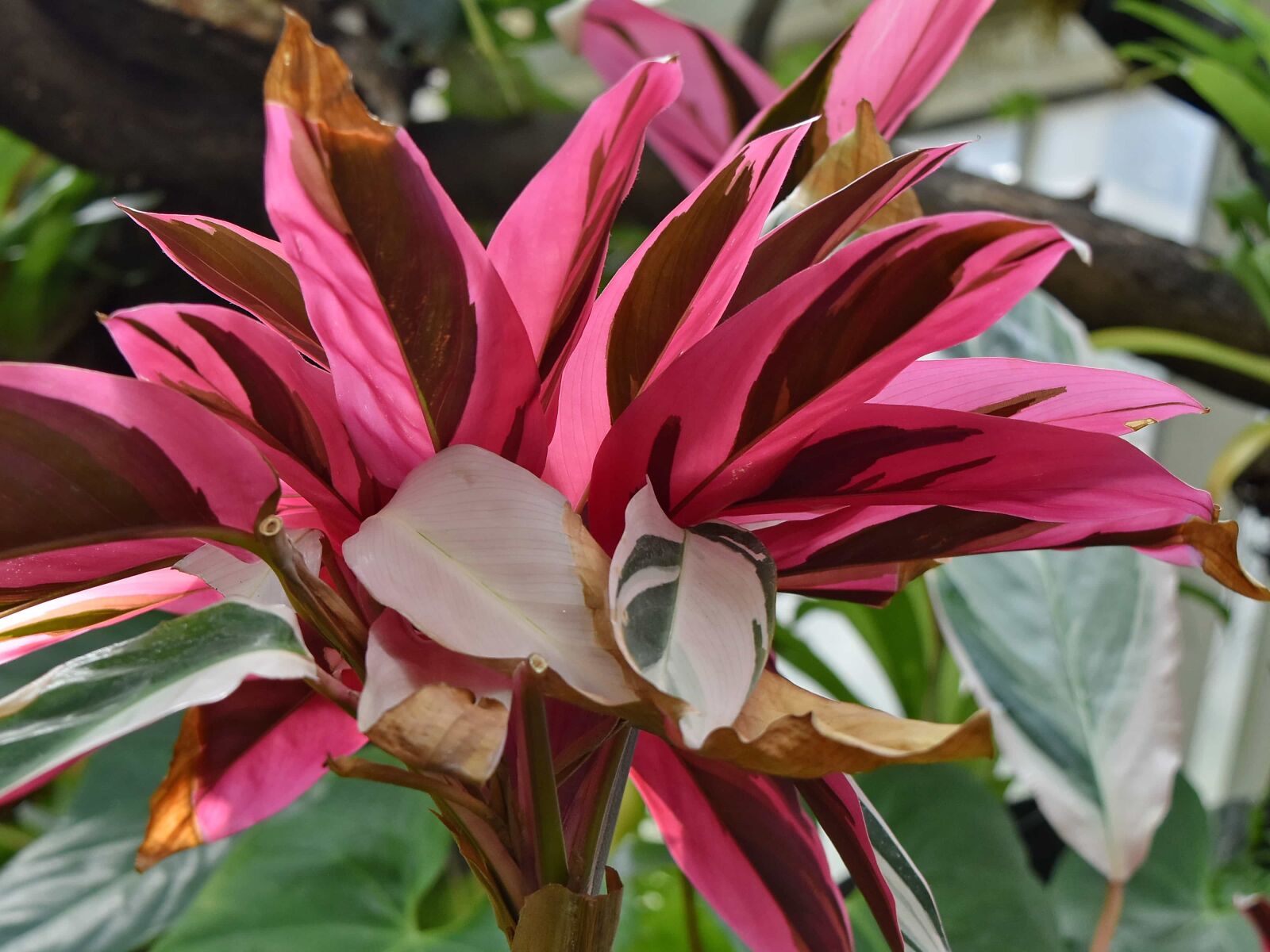 Nikon D5500 sample photo. Petals, pinkish, nature, leaf photography