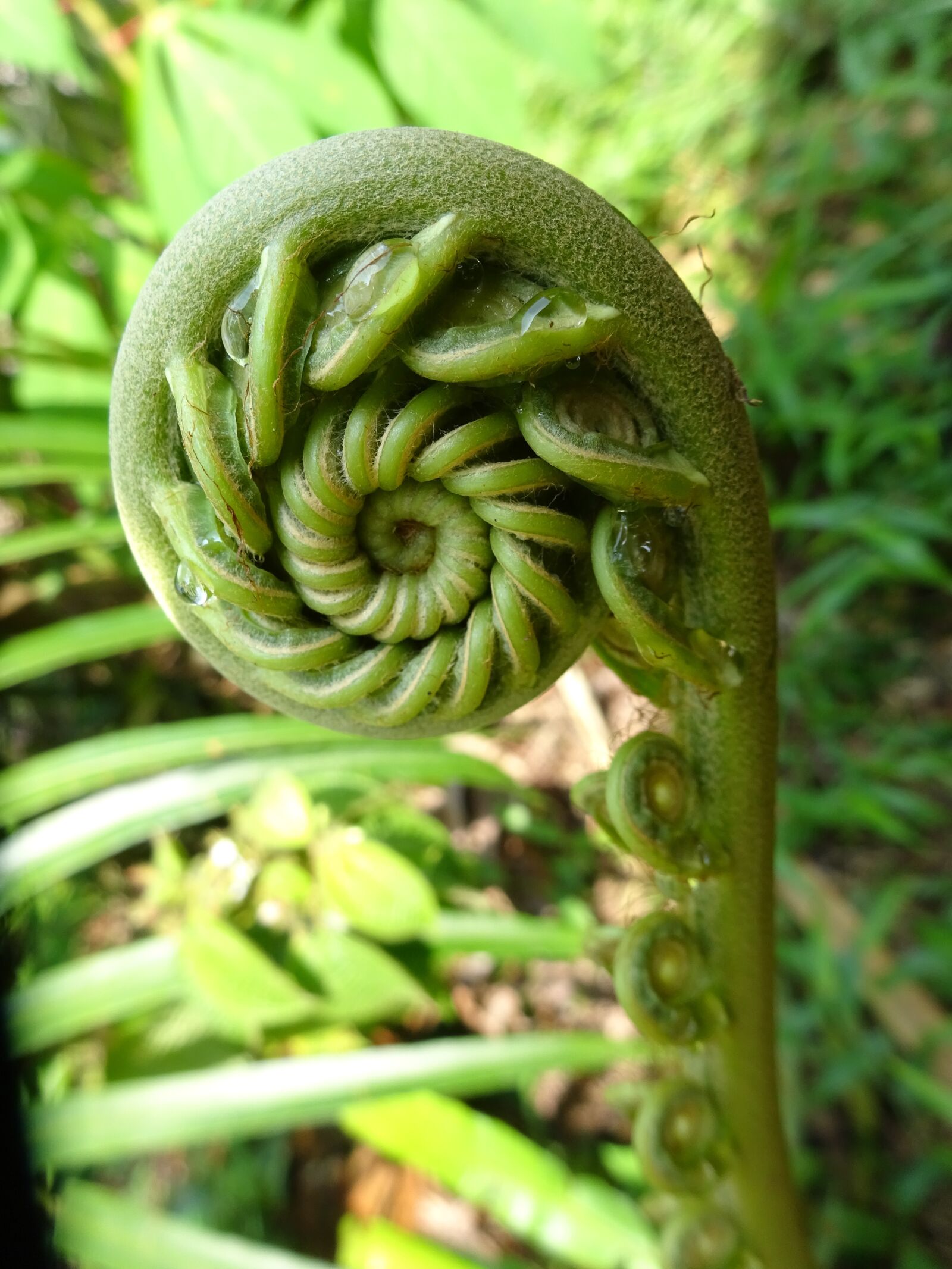 Sony Cyber-shot DSC-WX350 sample photo. Plant, fern, baduy photography