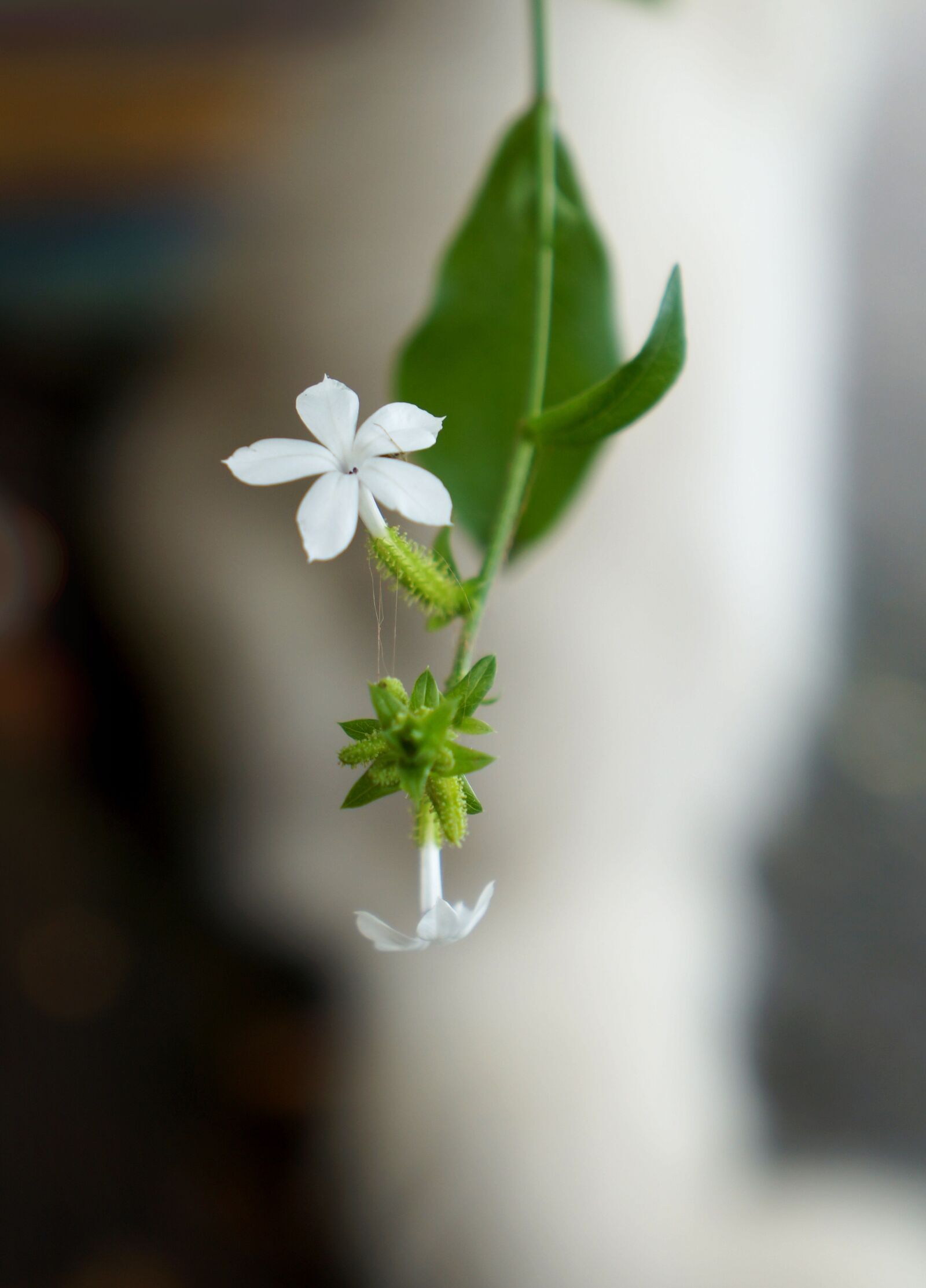 Sony Alpha NEX-F3 + Sony E 18-55mm F3.5-5.6 OSS sample photo. White flowers, natural, 5 wings photography