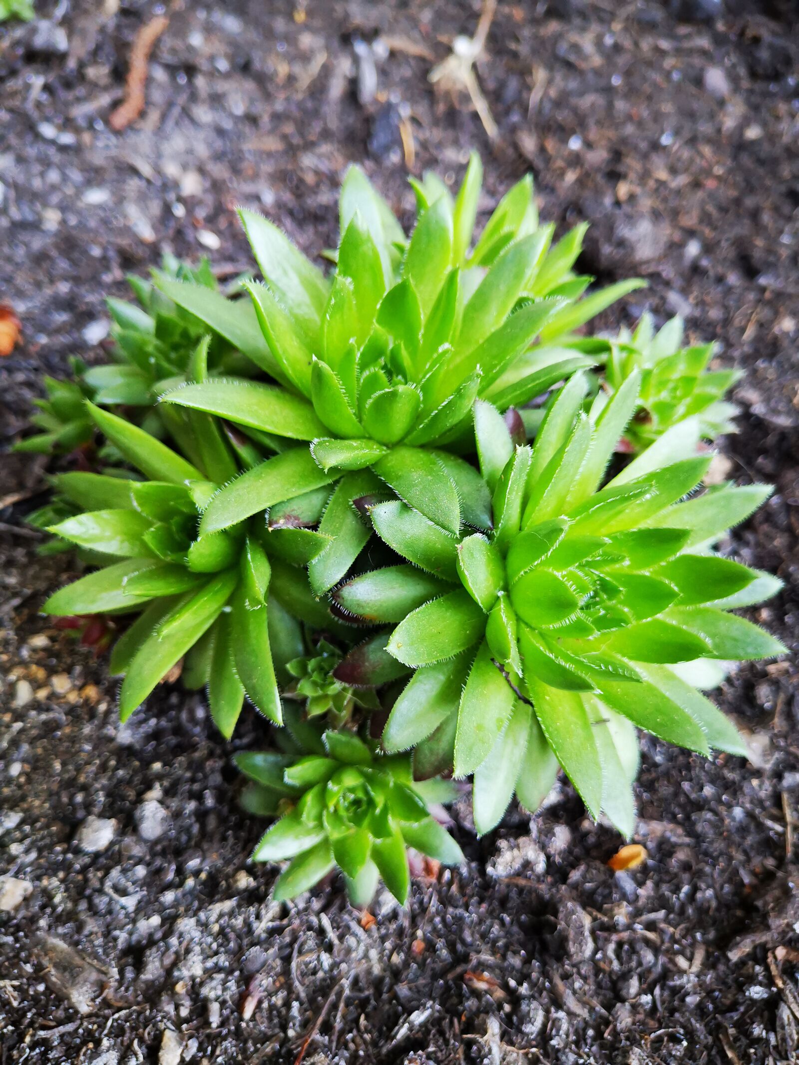 HUAWEI HMA-L29 sample photo. Succulents, plant, garden photography