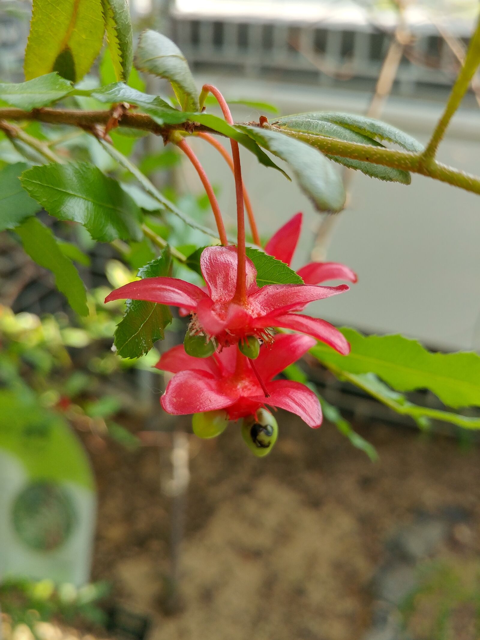 LG G5 sample photo. Nature, plants, flowers photography