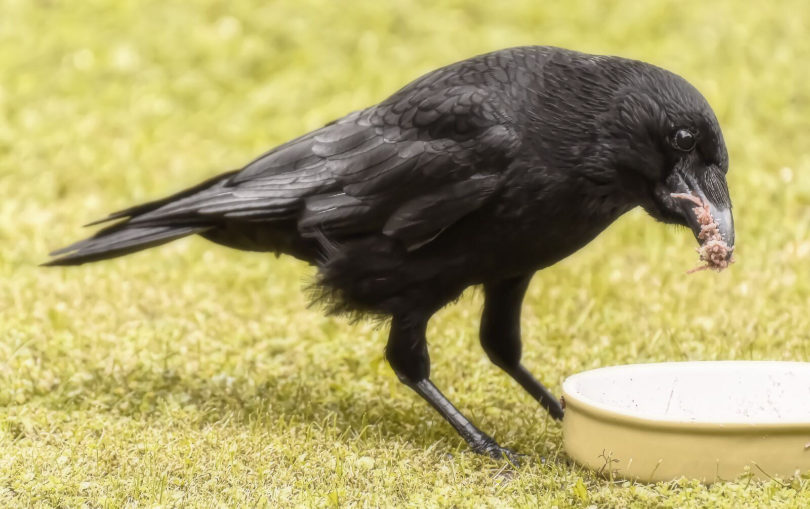 Nikon D7200 sample photo. Raven bird, crows bird photography