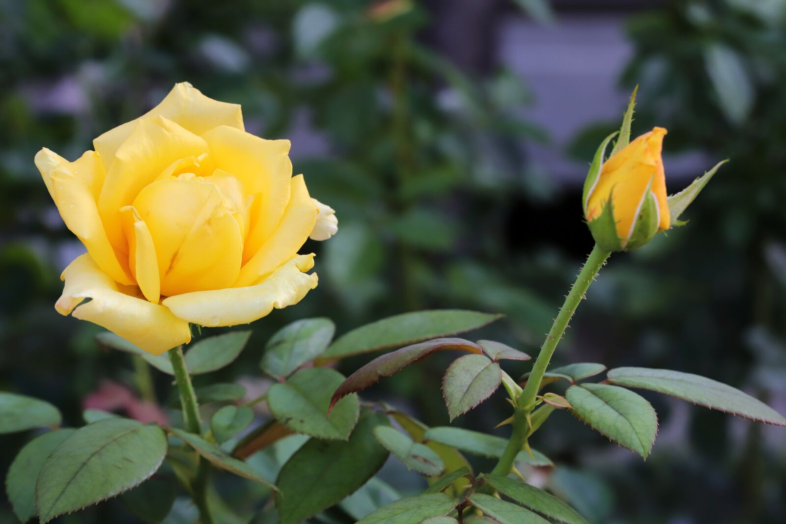 Canon EOS 6D Mark II sample photo. Rose, garden, flowers photography