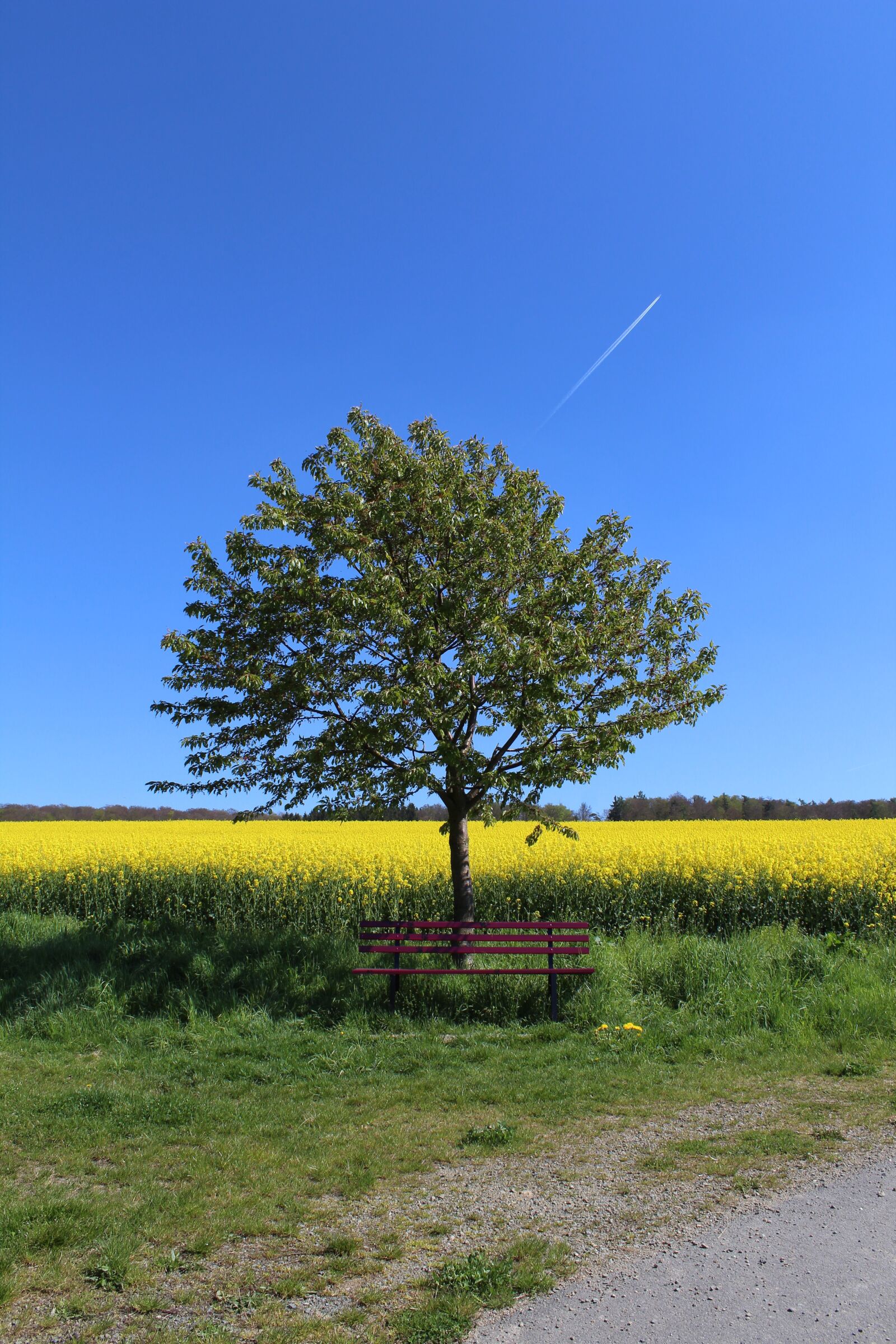 Canon EOS 1300D (EOS Rebel T6 / EOS Kiss X80) sample photo. Tree, oilseed rape, sky photography