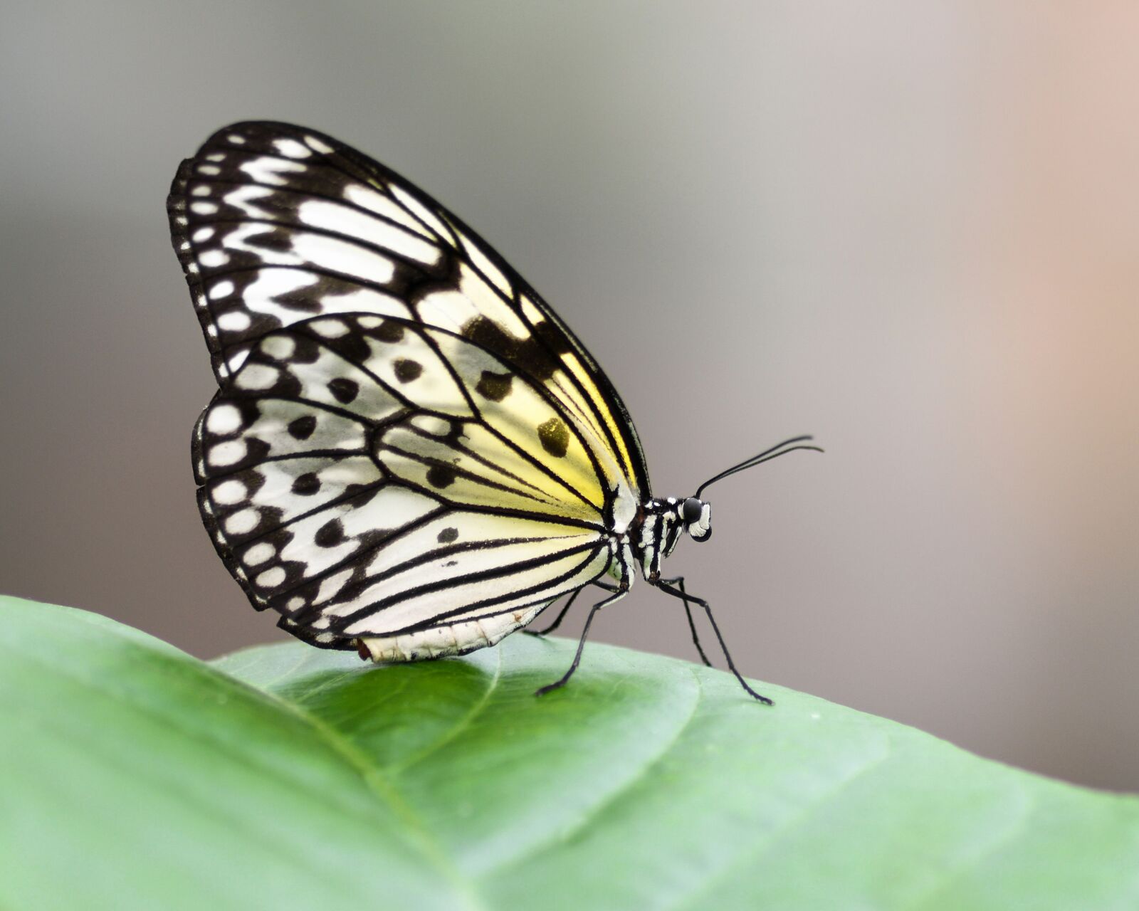 Nikon D500 + Tokina AT-X Pro 100mm F2.8 Macro sample photo. Butterfly, exotic, great glider photography