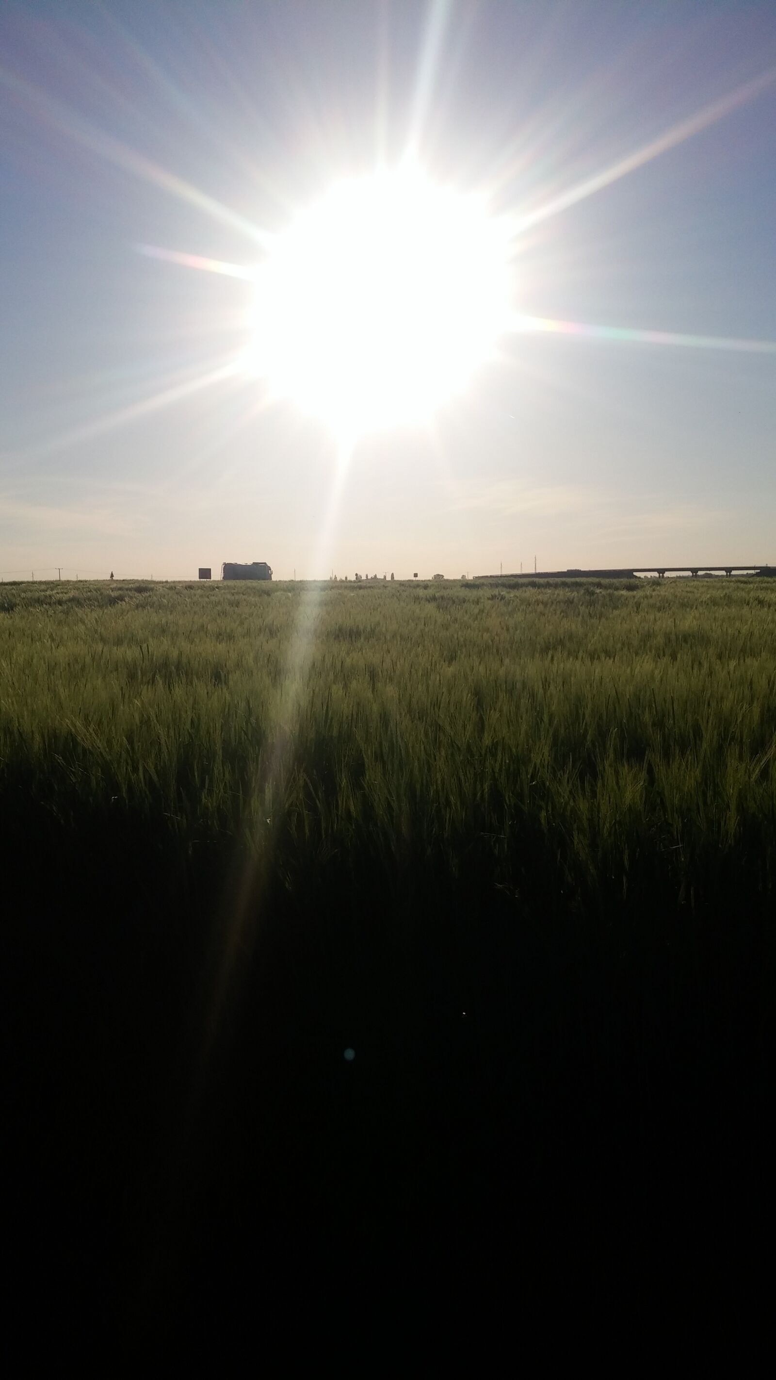 LG D855 sample photo. Sunny, sunny, day, wheat photography