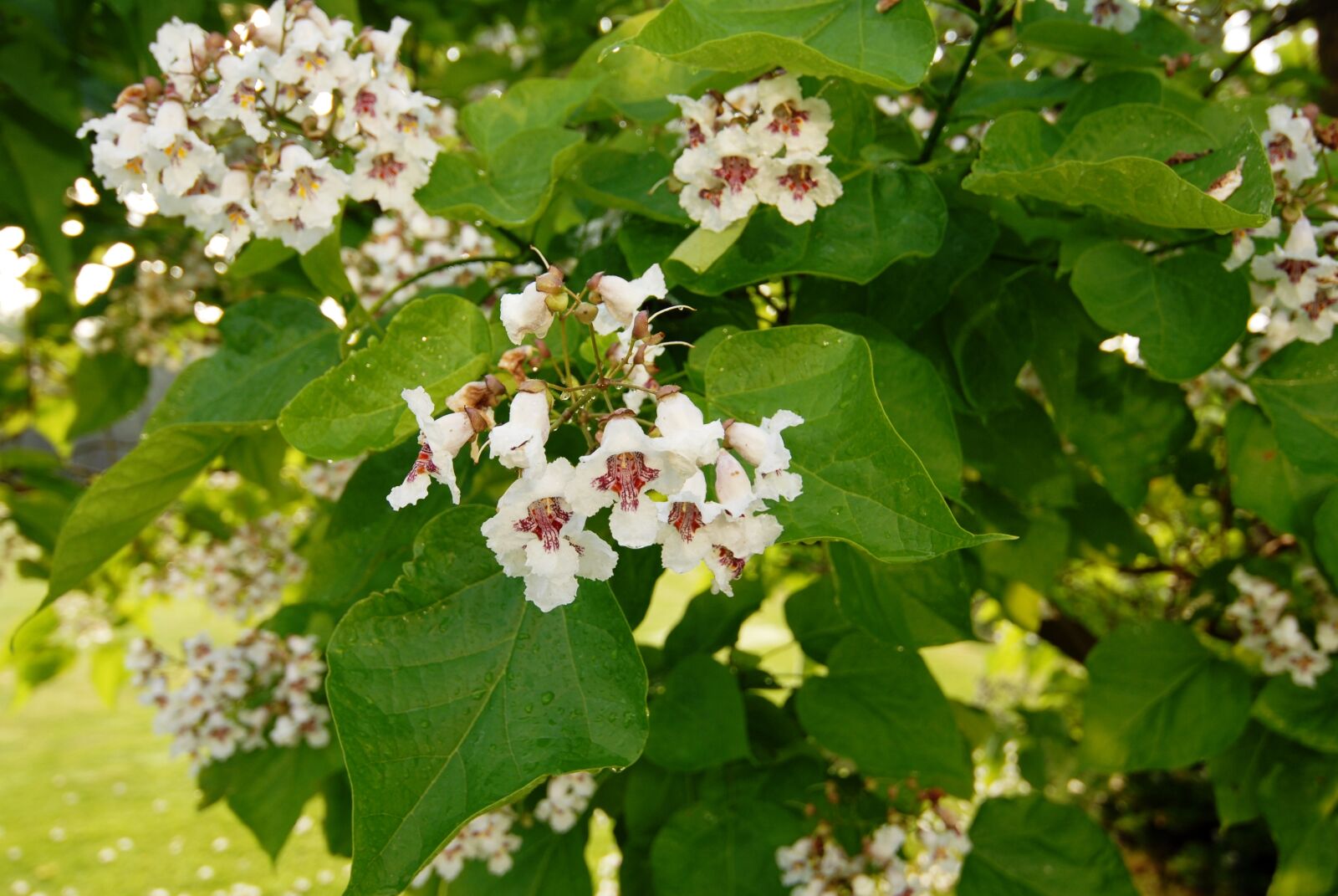 Nikon D200 sample photo. Nature, flowers, catalpa photography