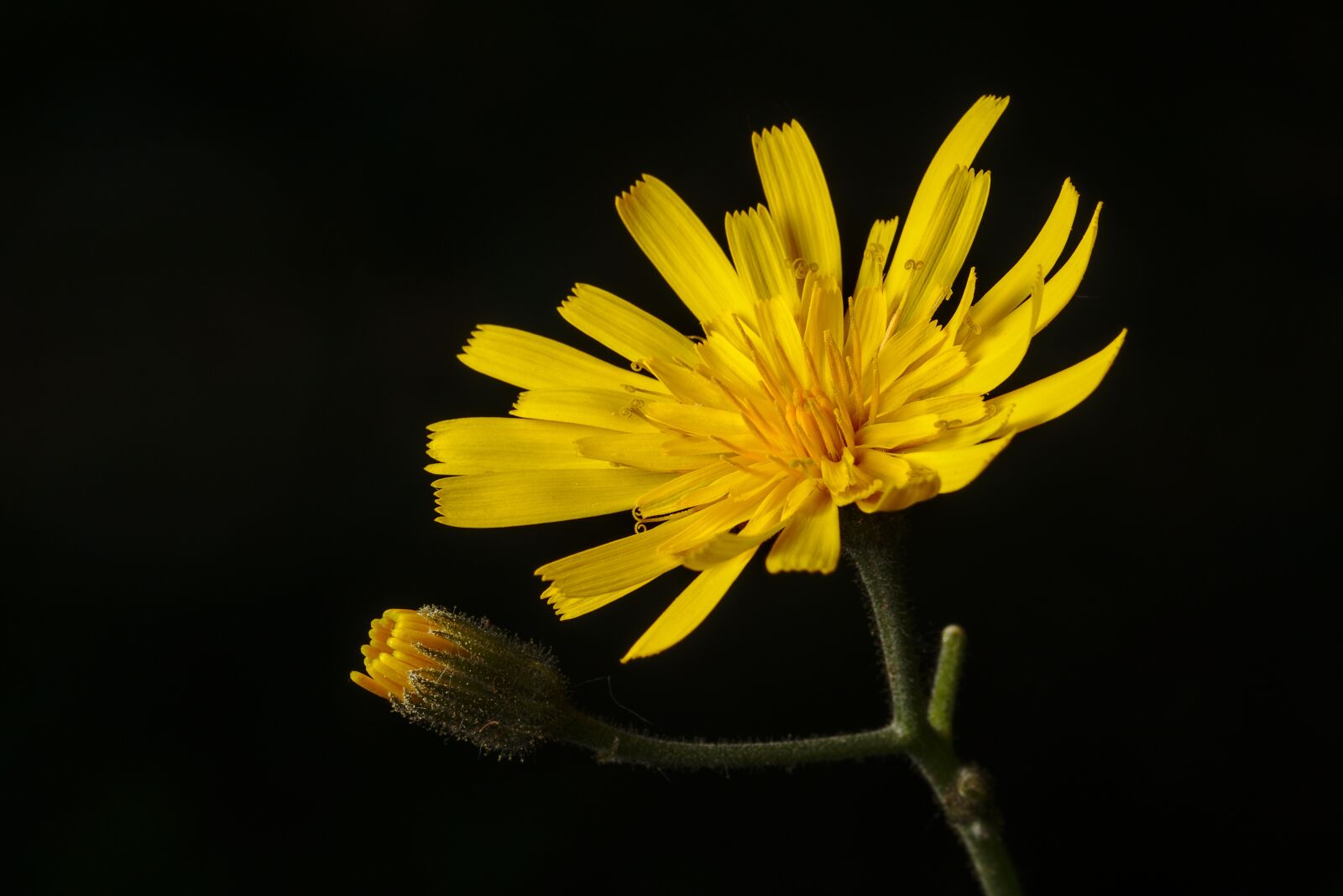 Canon EOS M5 sample photo. Hawkweed, yellow, blossom photography