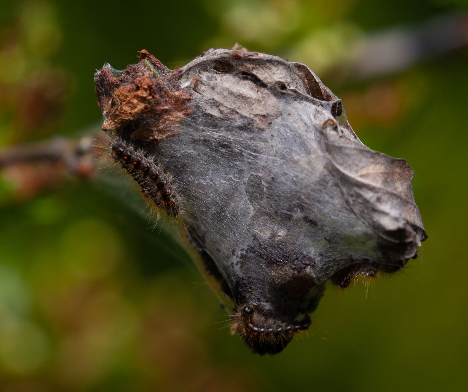 Canon EOS 5D Mark II sample photo. Brown-tail moth caterpillars, caterpillars photography