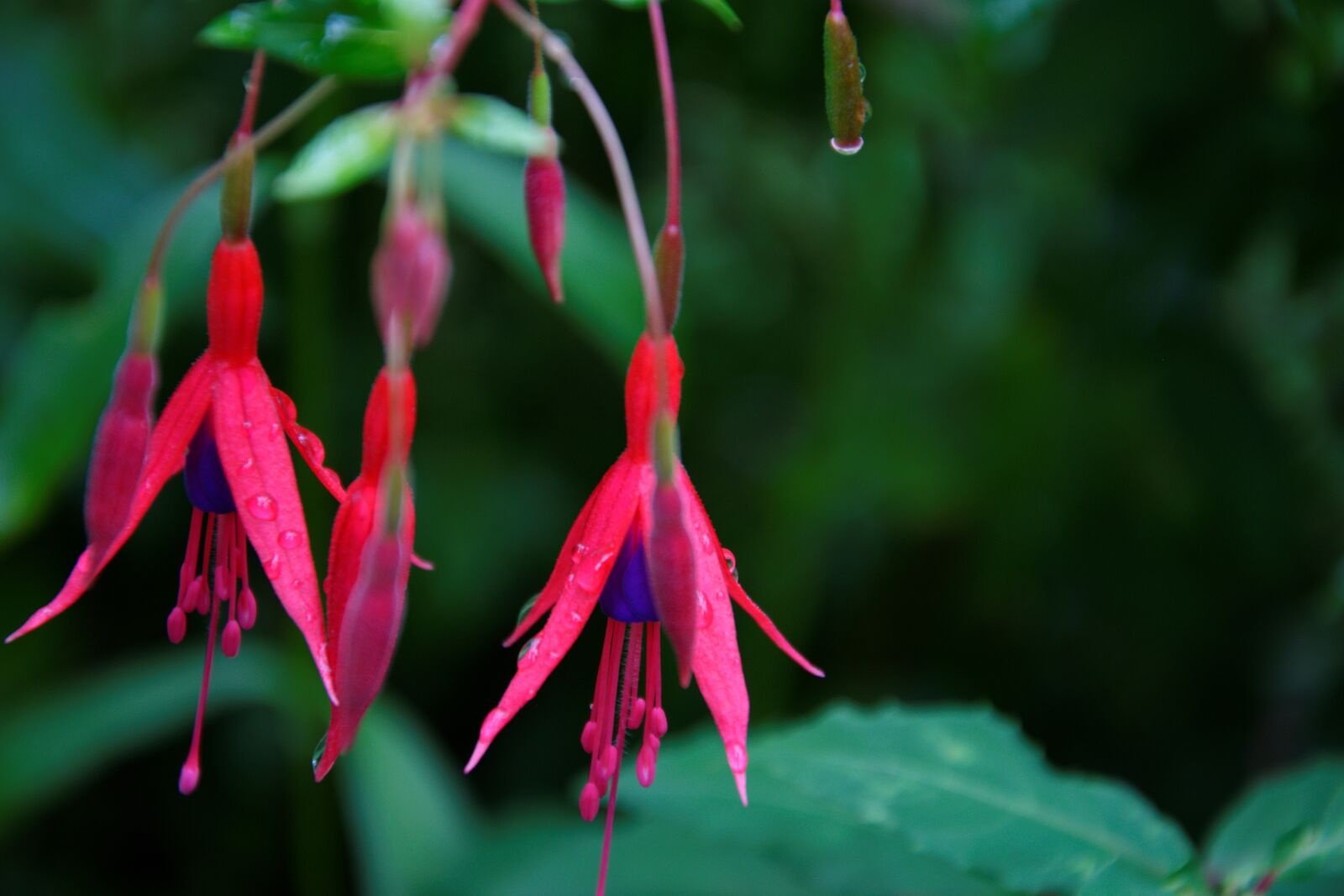 Nikon D5300 sample photo. Summer, plant, flowers photography