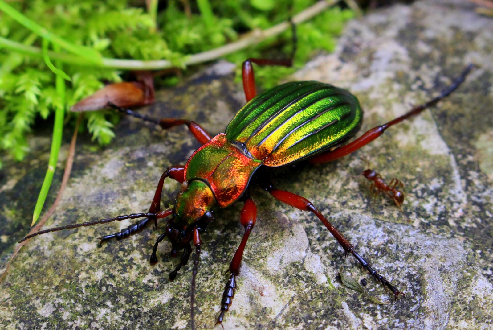 Canon EOS 100D (EOS Rebel SL1 / EOS Kiss X7) sample photo. Beetle, nature, insect photography