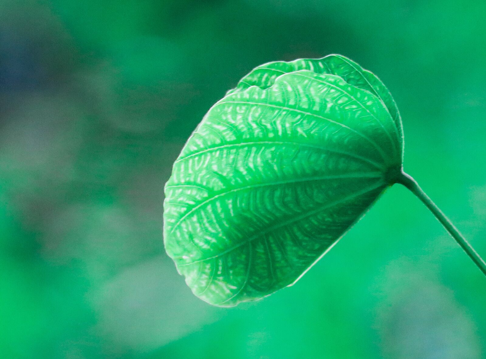 Canon PowerShot G3 X sample photo. Leaf, nature, plant photography