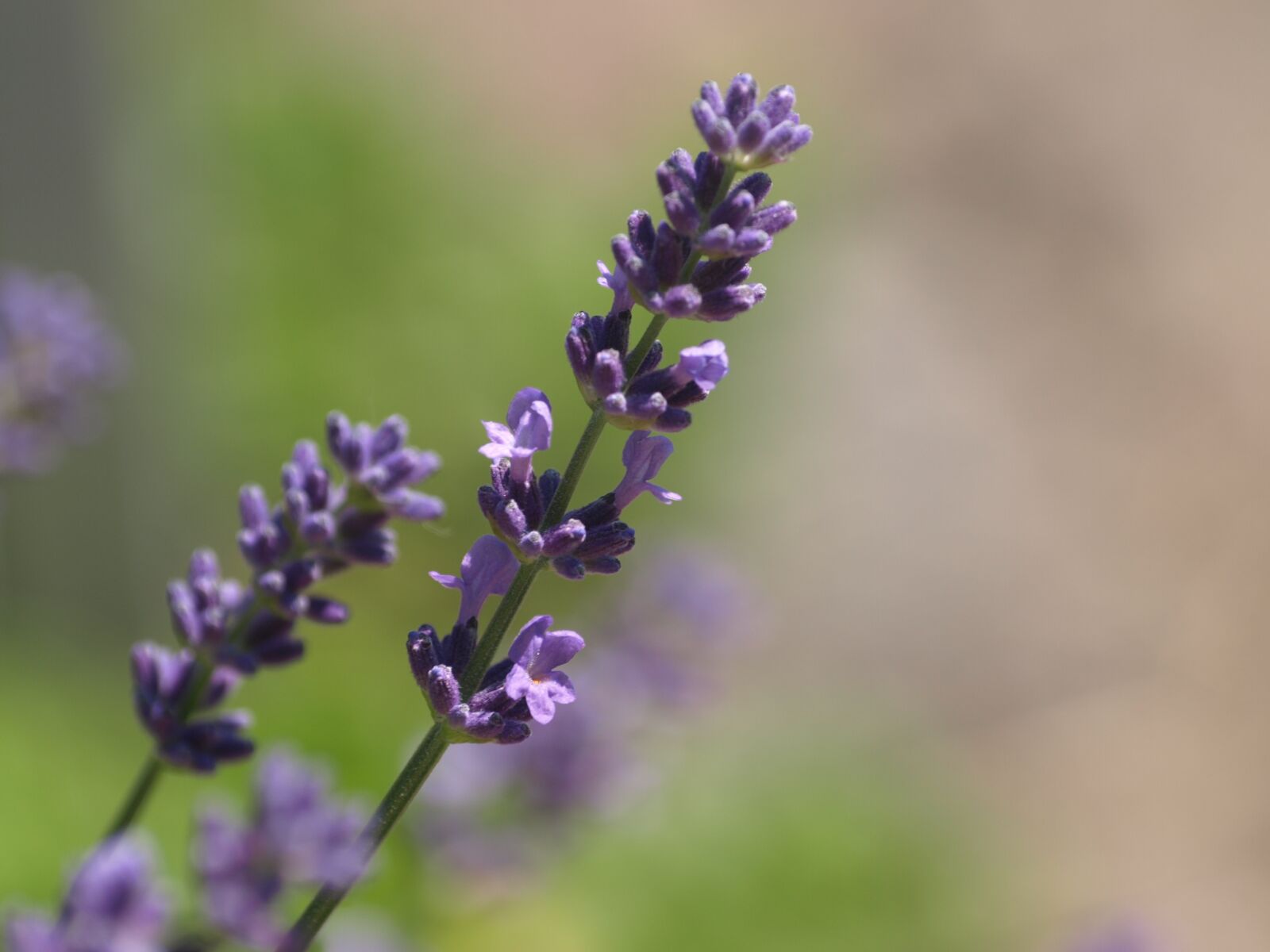 Olympus E-510 (EVOLT E-510) sample photo. Lavender, herbs, summer photography