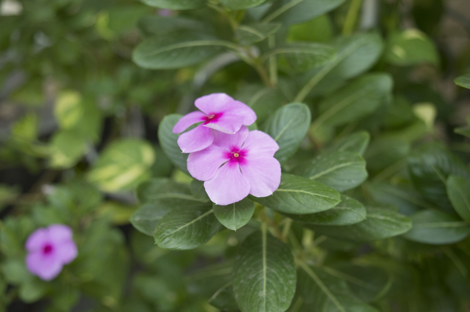 Nikon D3200 sample photo. Beautiful, flowers, fragrance, green photography