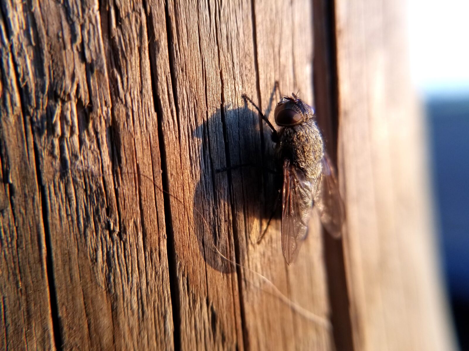 Samsung Galaxy S8 sample photo. Fly, insect, nature photography