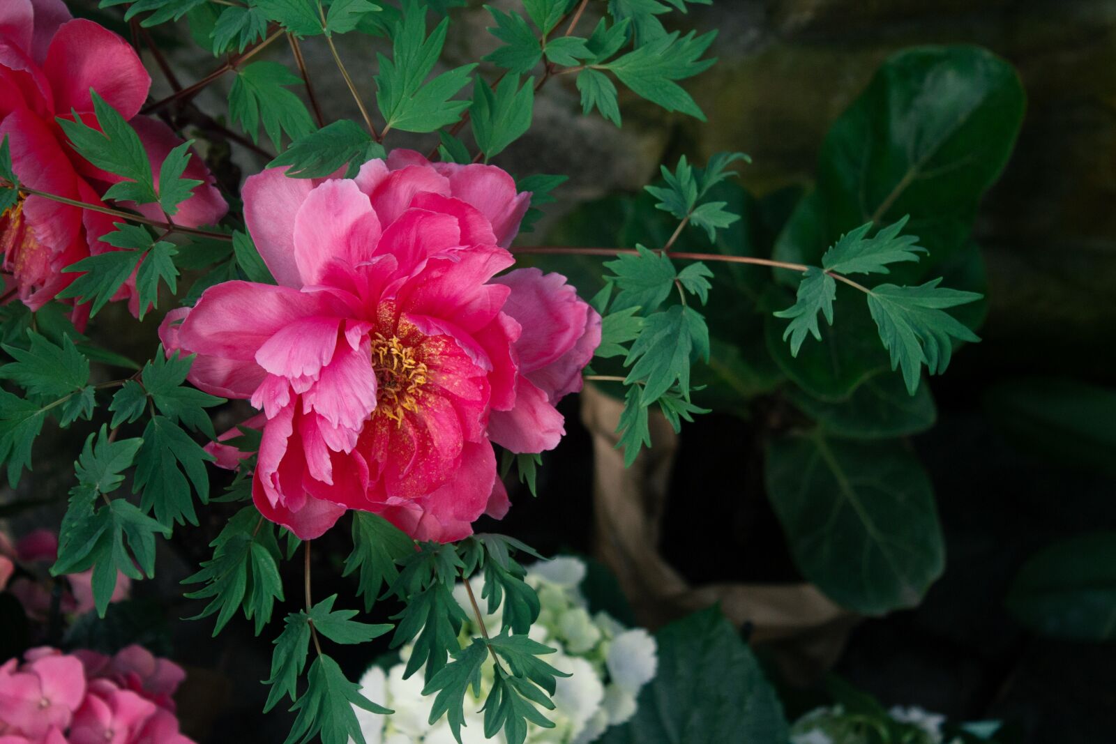 Canon EOS 1100D (EOS Rebel T3 / EOS Kiss X50) sample photo. Flower, bud, flora photography