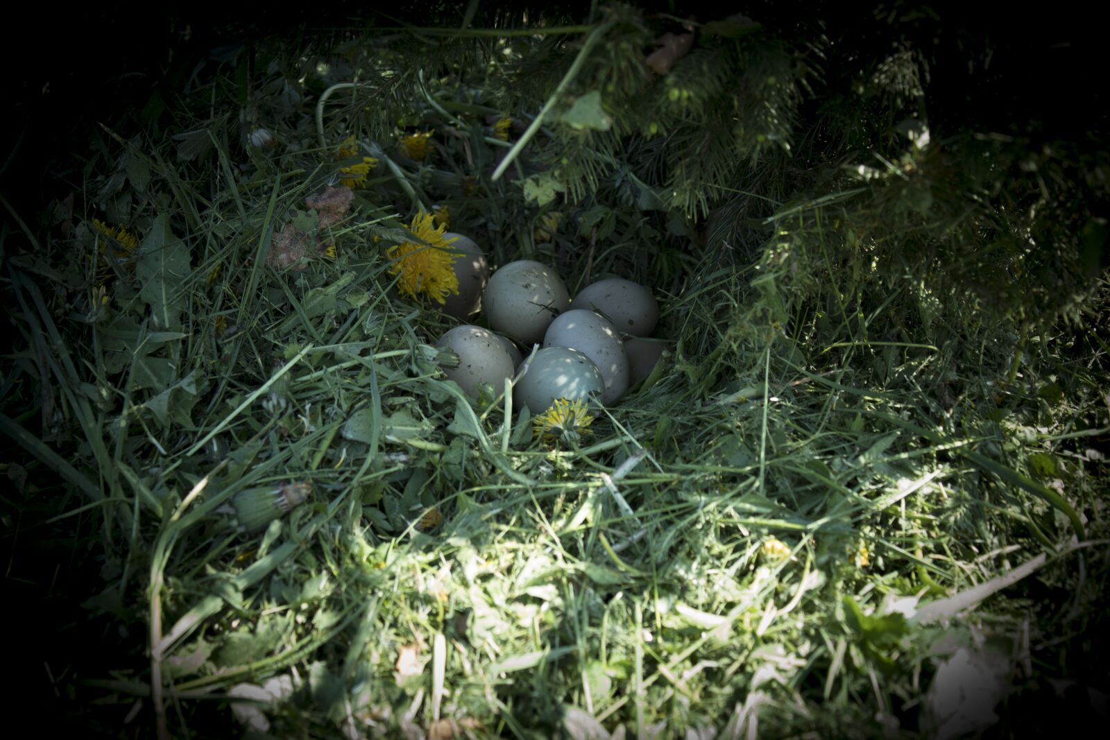 Canon EOS 1300D (EOS Rebel T6 / EOS Kiss X80) sample photo. Nature, pheasant, eggs pheasant photography