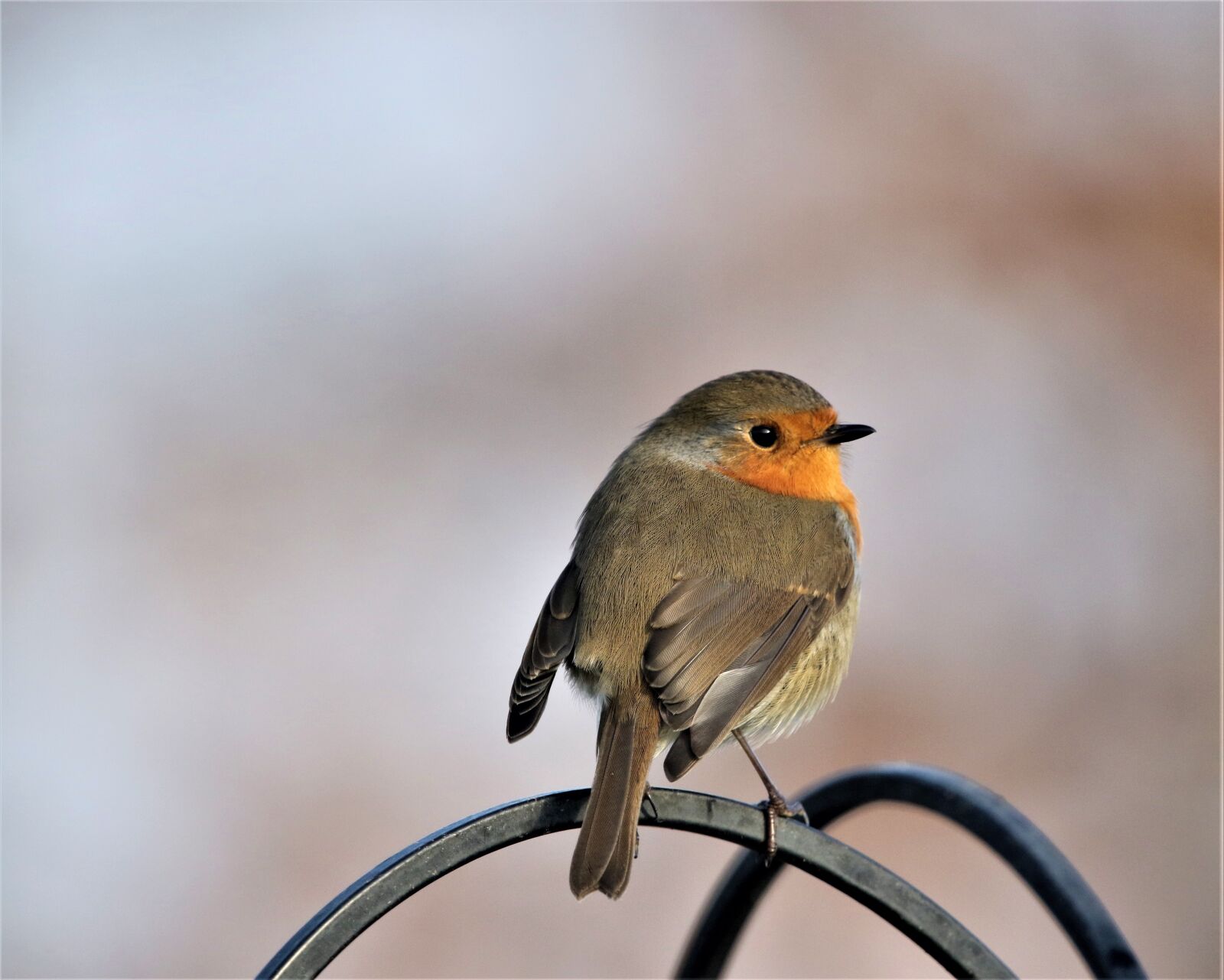 150-600mm F5-6.3 DG OS HSM | Contemporary 015 sample photo. Robin redbreast, bird, close photography