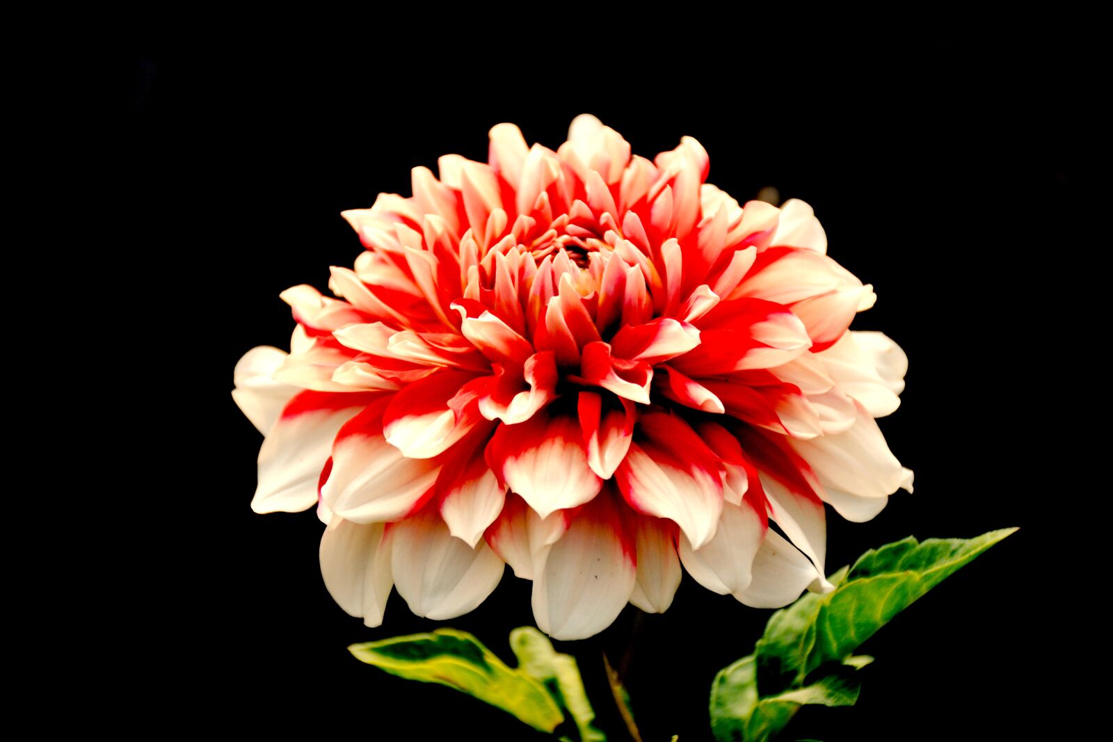 Nikon D5200 sample photo. Daheliya, flower, nature photography