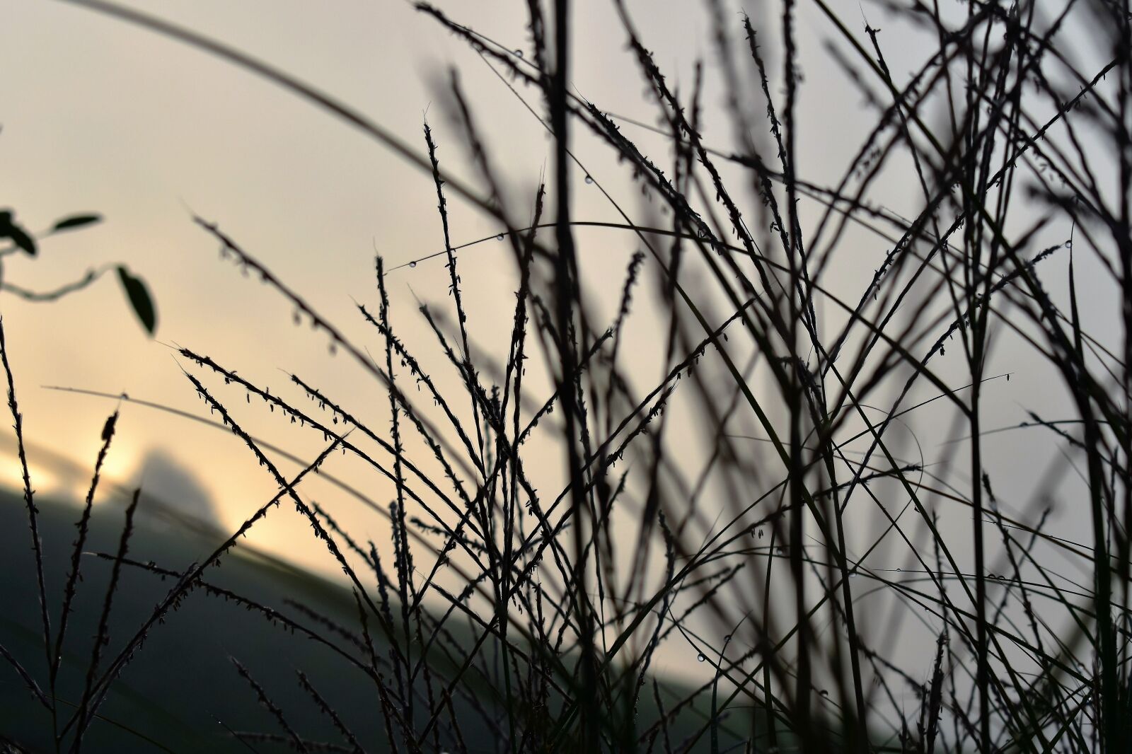 Nikon D5500 sample photo. Fog, mood, grasses photography
