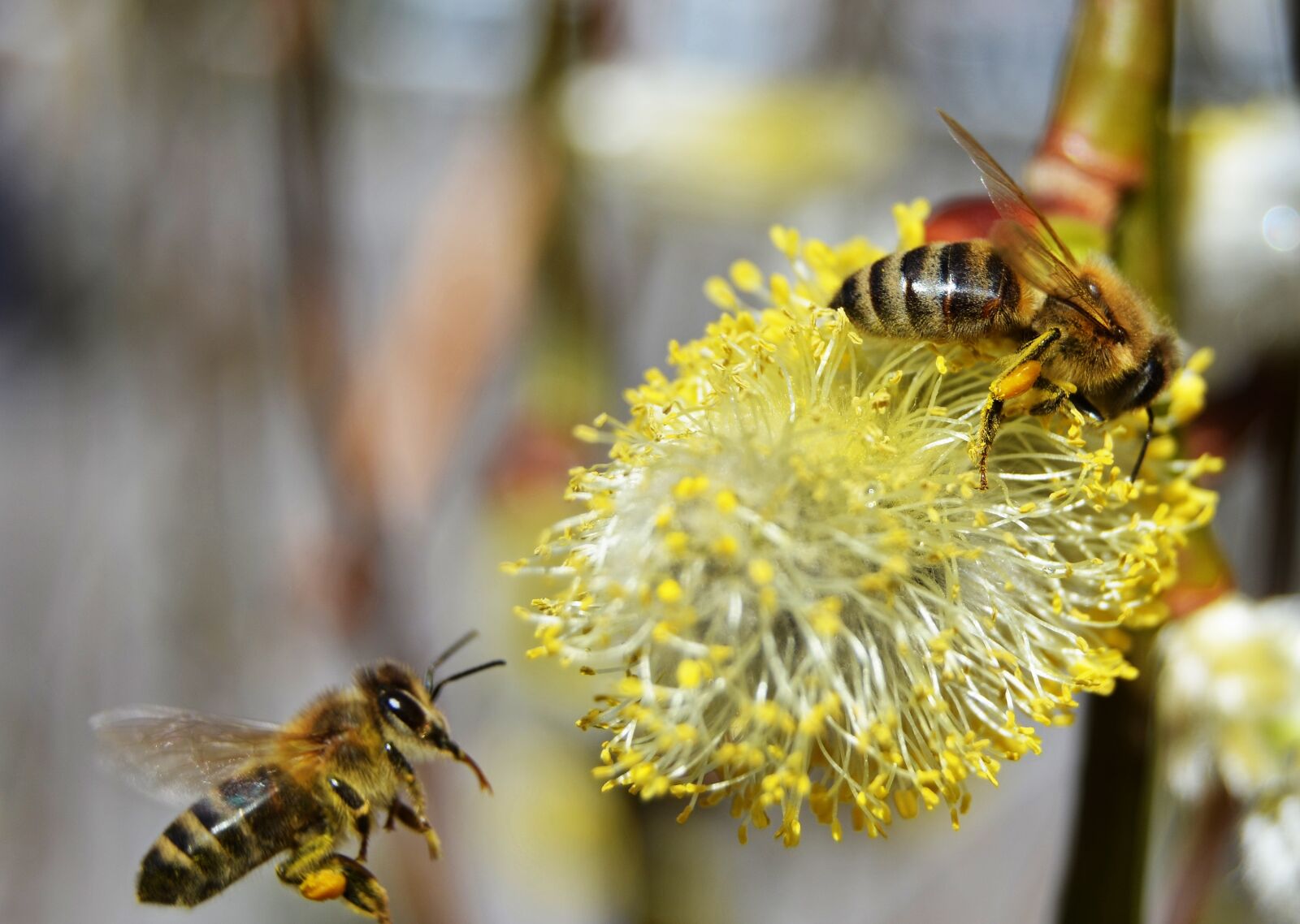 Nikon D5100 sample photo. Bees, honey, spring photography