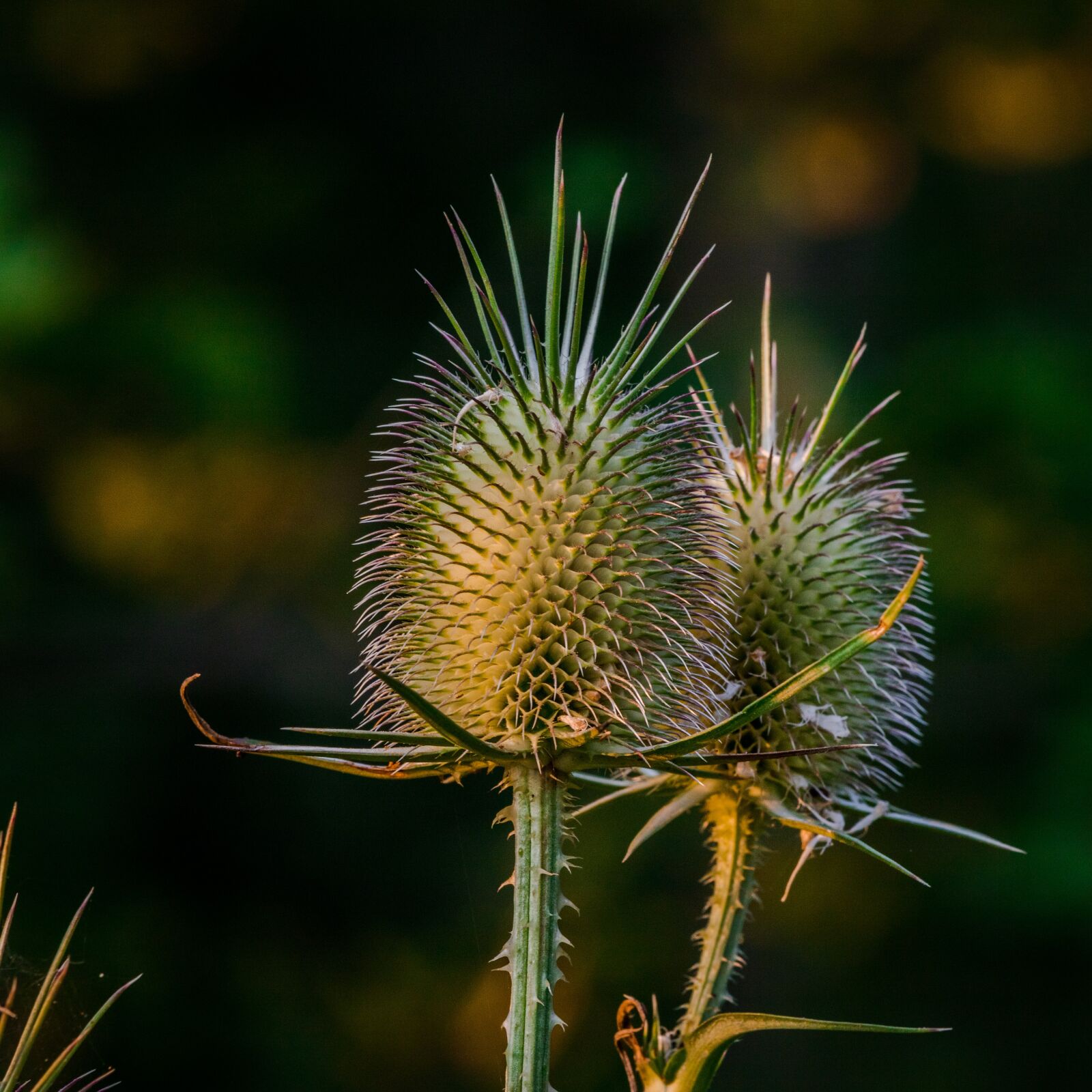 Canon EOS 6D Mark II sample photo. Spike, plant, nature photography