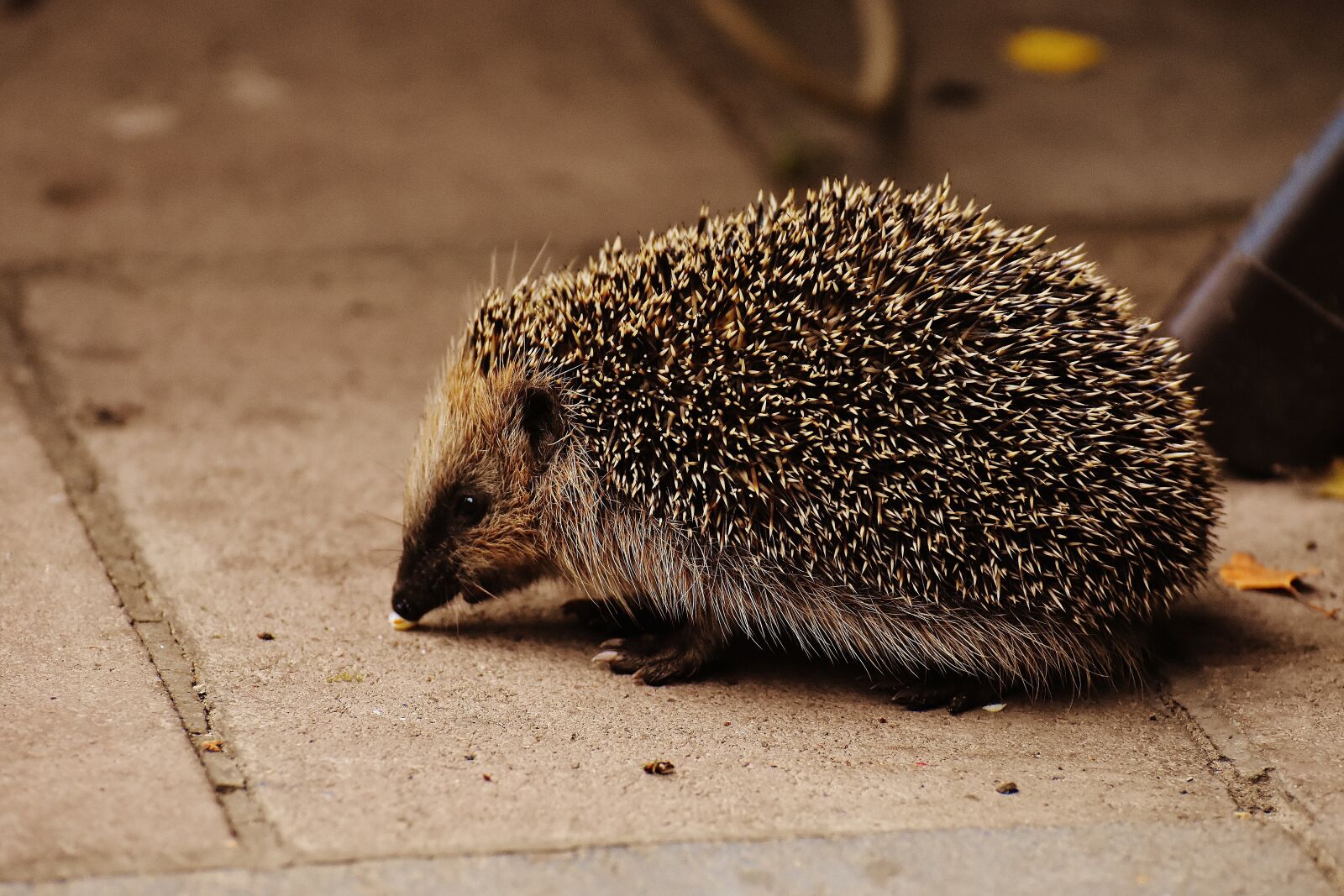 Nikon D7200 sample photo. Hedgehog child, young hedgehog photography
