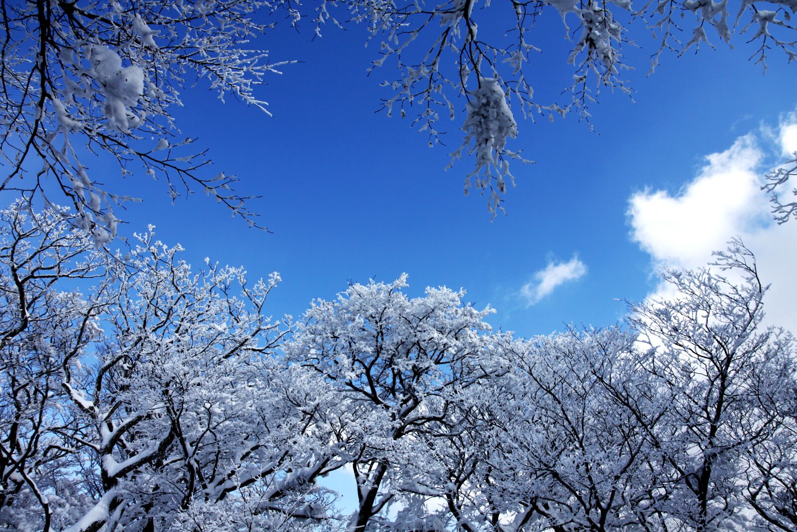 Canon EOS 50D sample photo. "Sky, wood, snow" photography