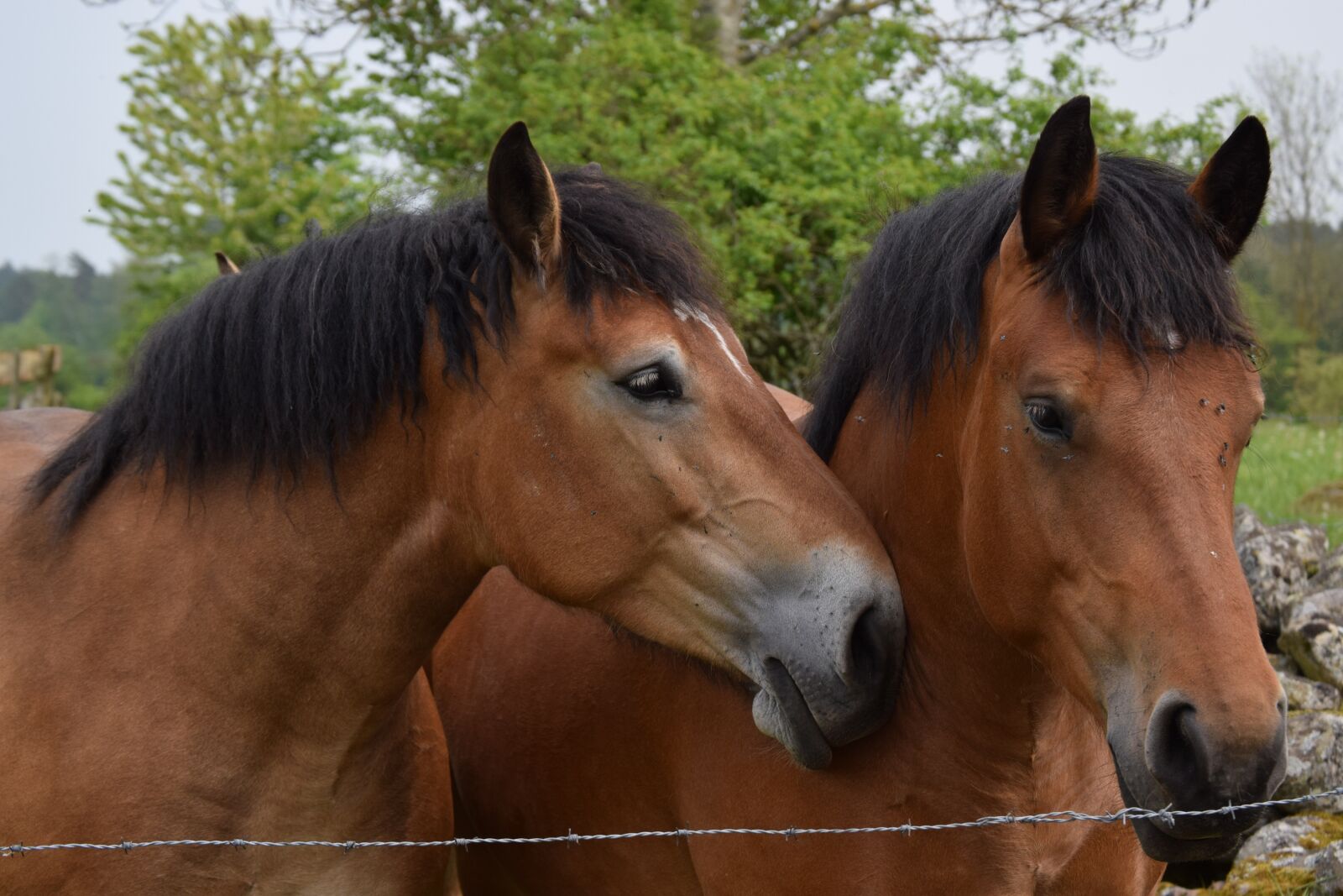 Nikon D3300 sample photo. Horse, horses, friends photography