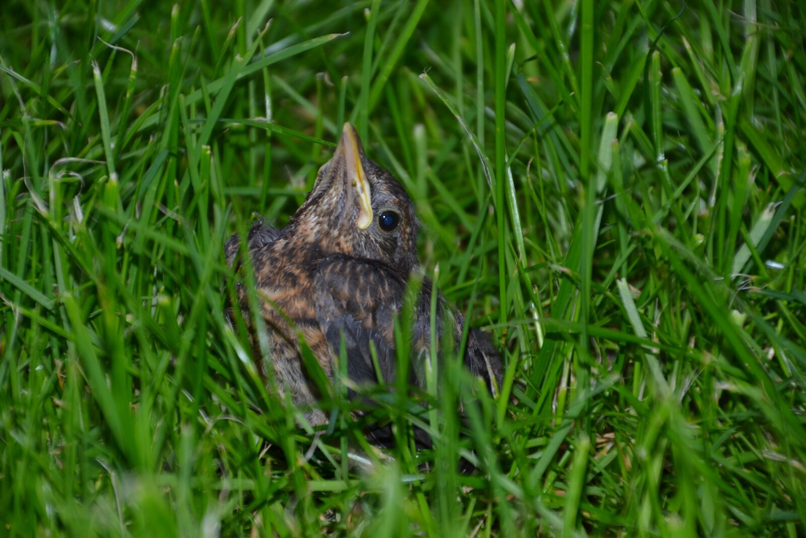 Nikon D3100 sample photo. Bird, blackbird, blackbird young photography
