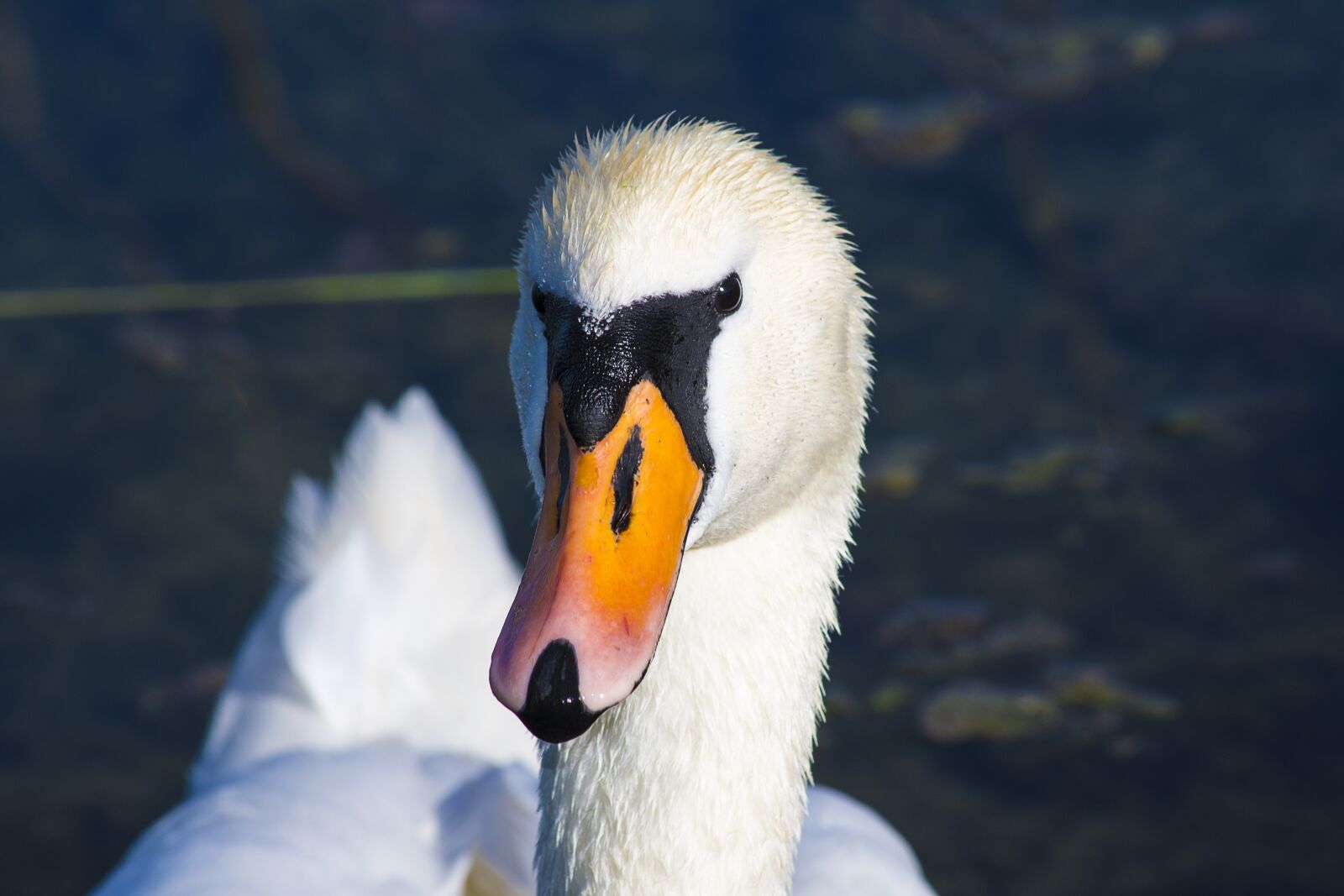 Nikon D7200 sample photo. Swan, bird, water bird photography