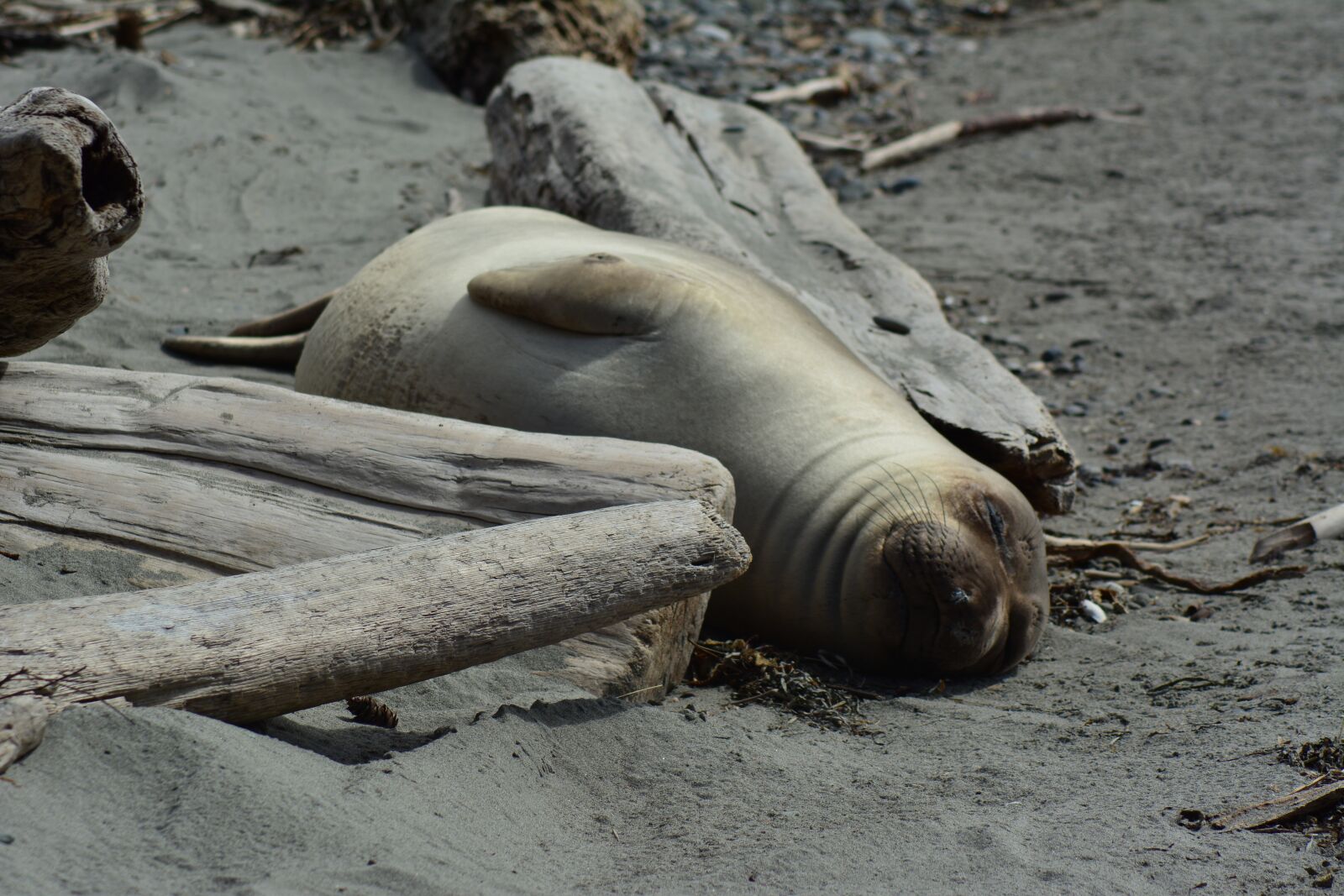 Nikon D7100 sample photo. Female, elephant seal, animal photography