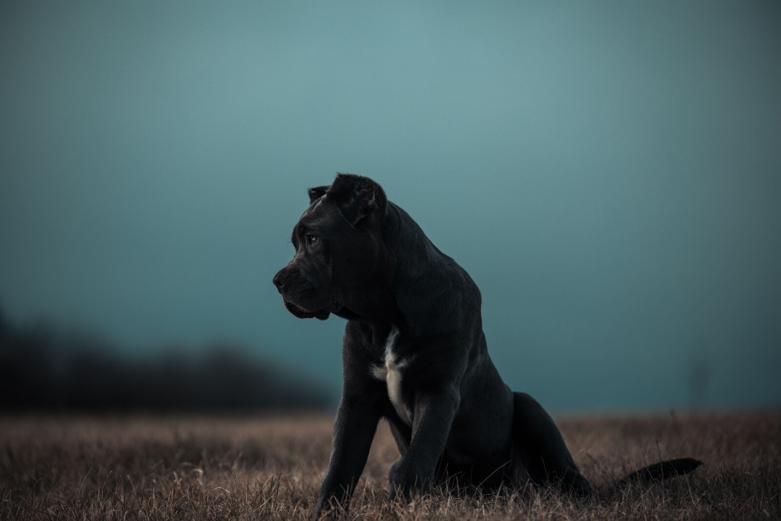 Canon EOS 6D sample photo. Bandog, puppy, blue eyes photography