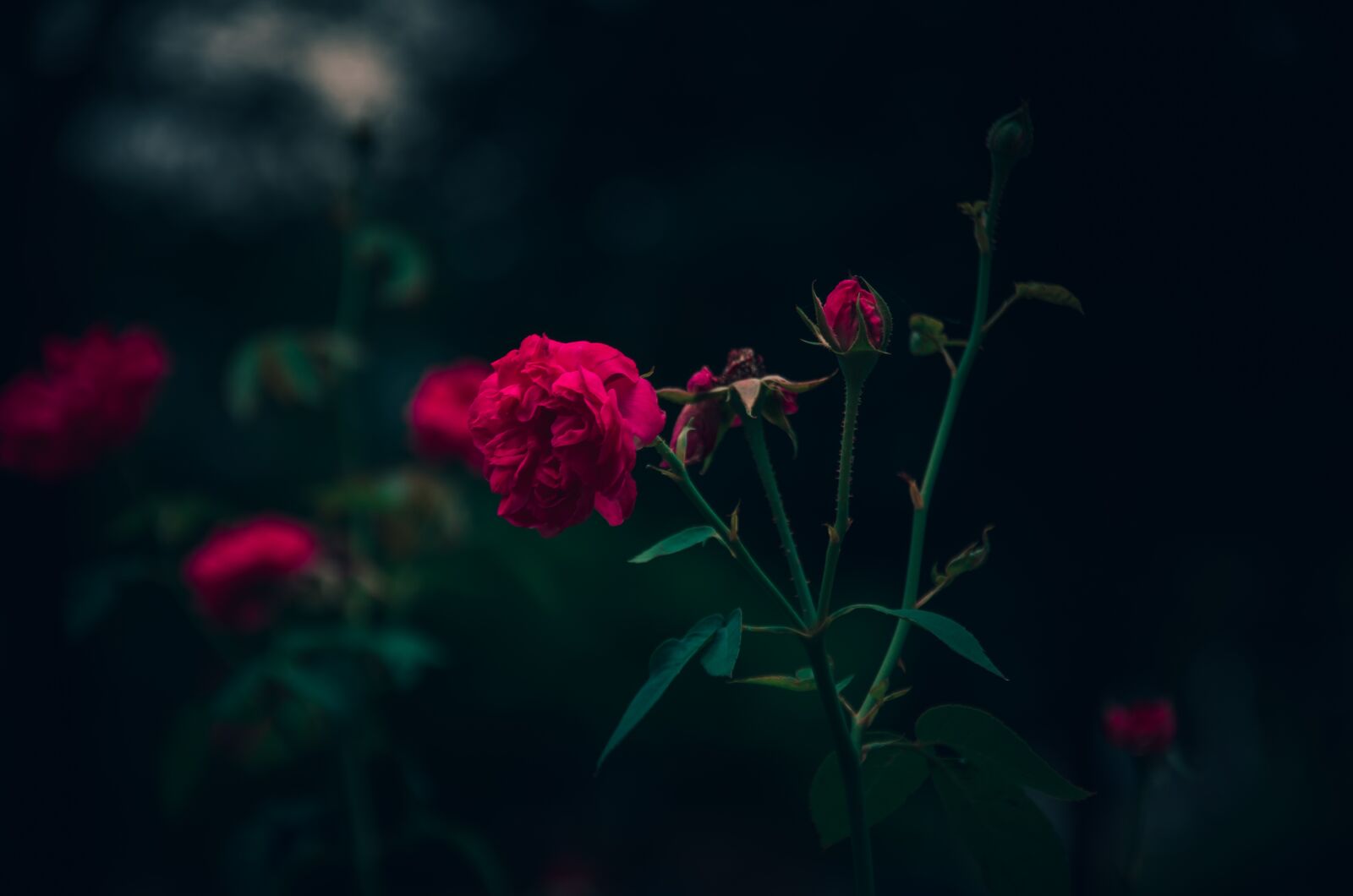 Nikon D7000 sample photo. Rose, flower, blooming photography