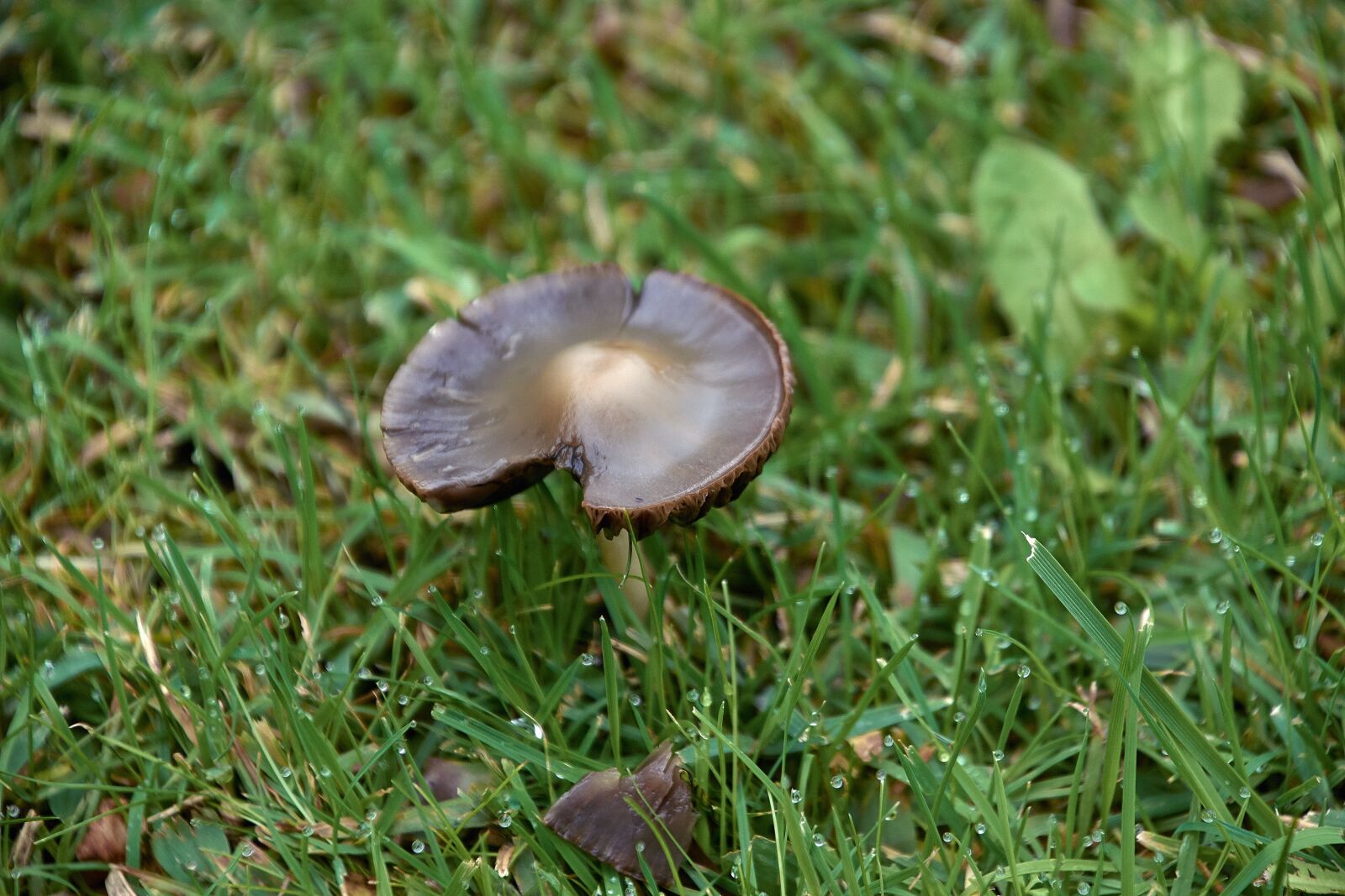 Nikon D7200 sample photo. Nature, mushrooms, mushroom photography