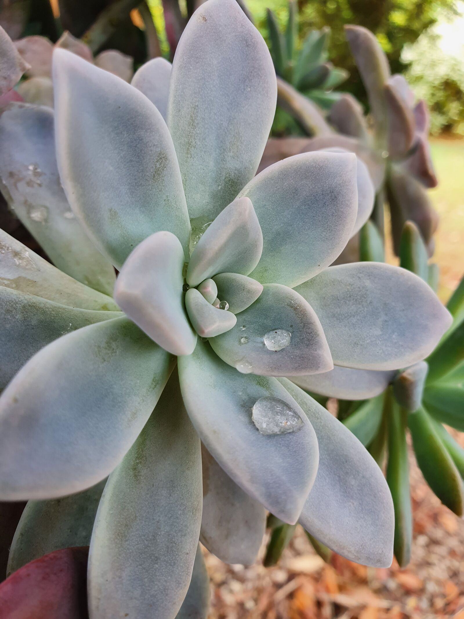 Samsung Galaxy S10 sample photo. Succulent, echeveria, plant photography